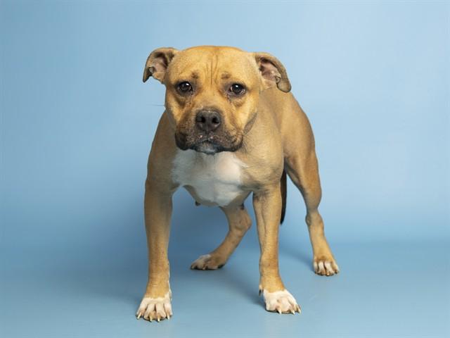 APPLE SAUCE, Adoptable, Young Female Pit Bull Terrier.