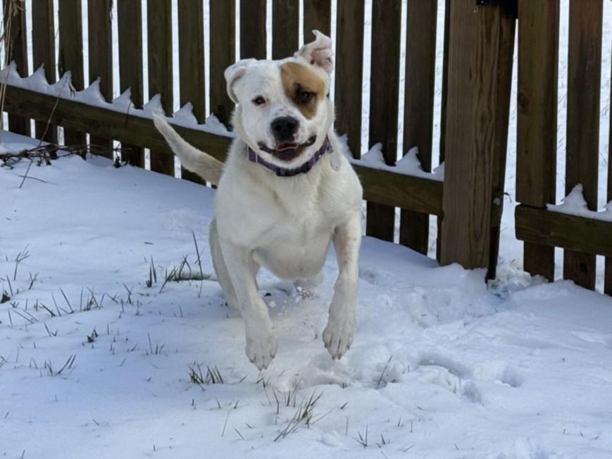 Enlarge RAMBO, a Adoptable mixed breed in Chapel Hill, NC image 1/1