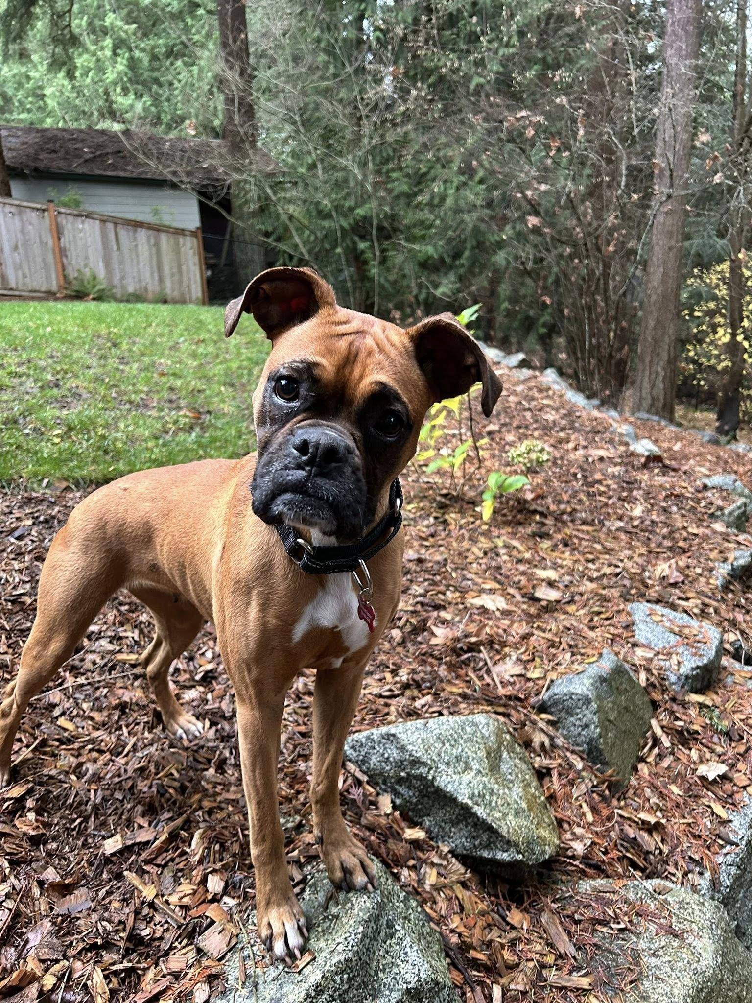 Enlarge Sparkles, a Adoptable Boxer in McMinnville, OR image 1/3
