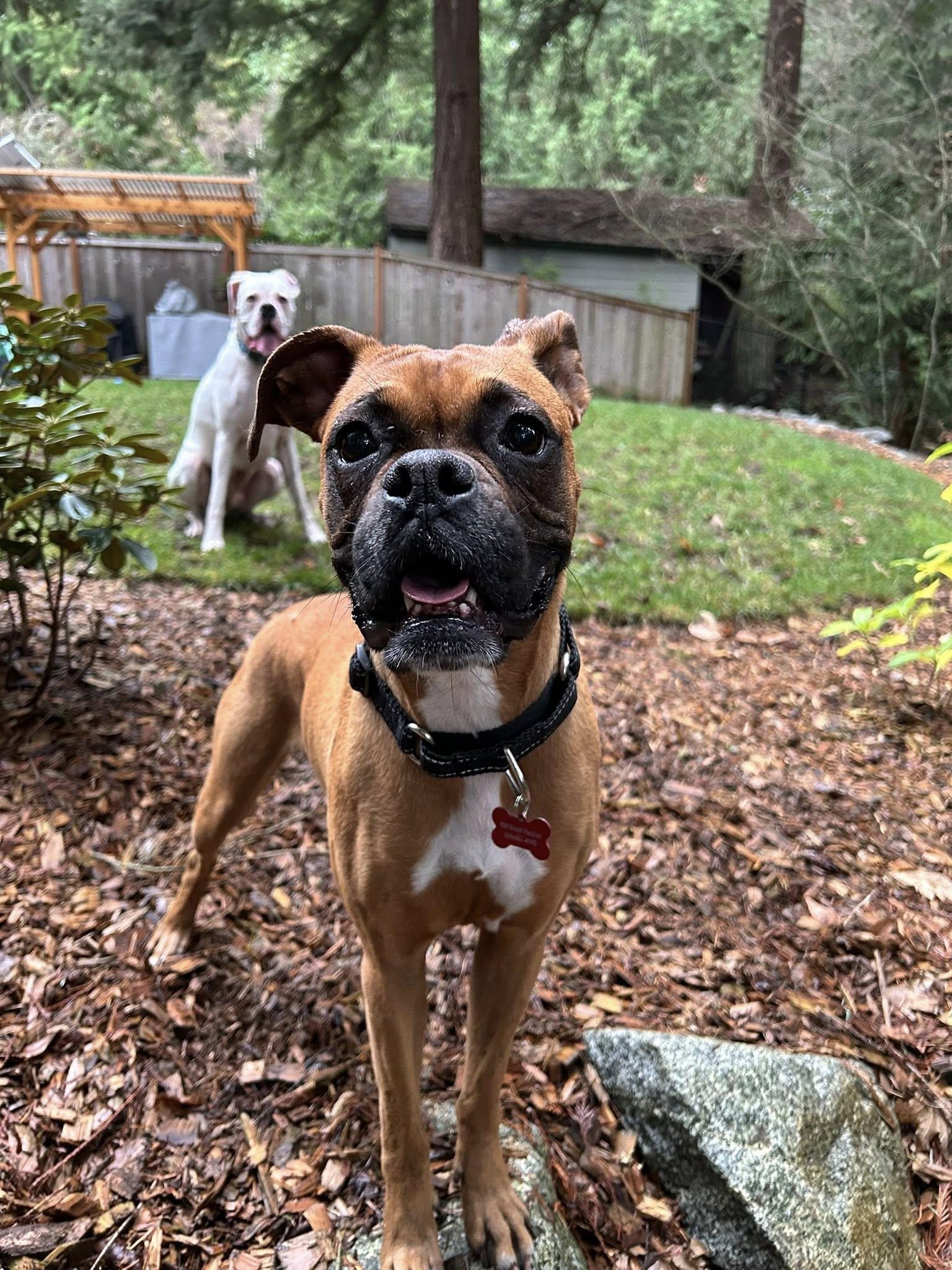Enlarge Sparkles, a Adoptable Boxer in McMinnville, OR image 2/3