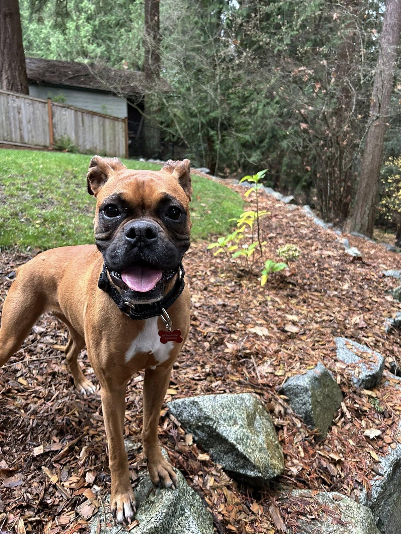 Enlarge Sparkles, a Adoptable Boxer in McMinnville, OR image 3/3