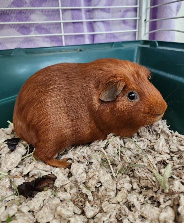 Enlarge Rusty, a Adoptable mixed breed in Healdsburg, CA image 2/2