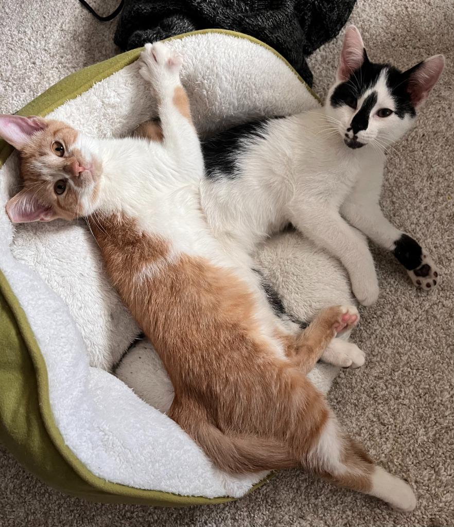 Miso, Adoptable, Kitten Male Domestic Short Hair & Tabby (Orange).