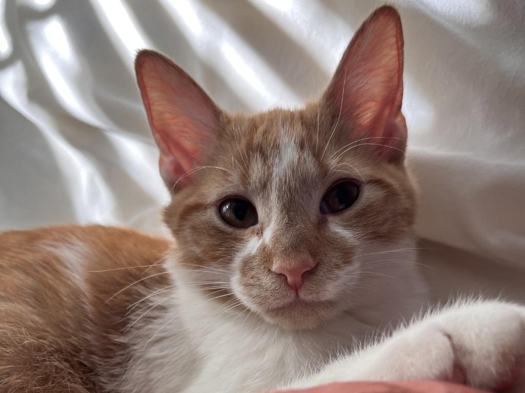 Enlarge Miso, a Adoptable mixed breed in Raleigh, NC image 2/3