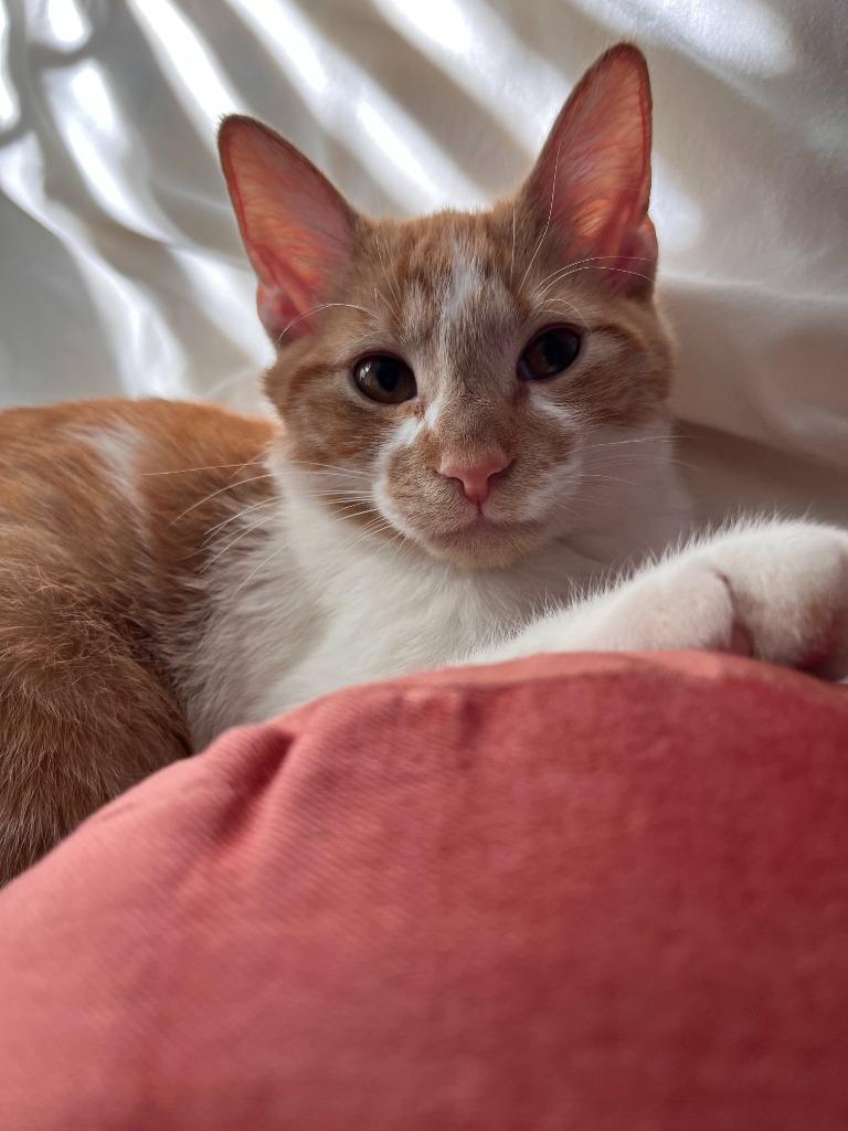 Enlarge Miso, a Adoptable mixed breed in Raleigh, NC image 3/3