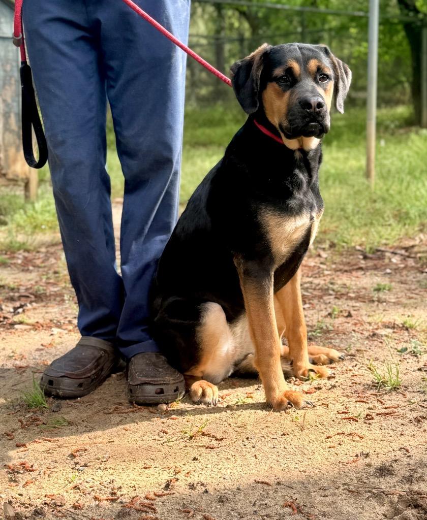Lydia, Adoptable, Young Female Coonhound & Mixed Breed.