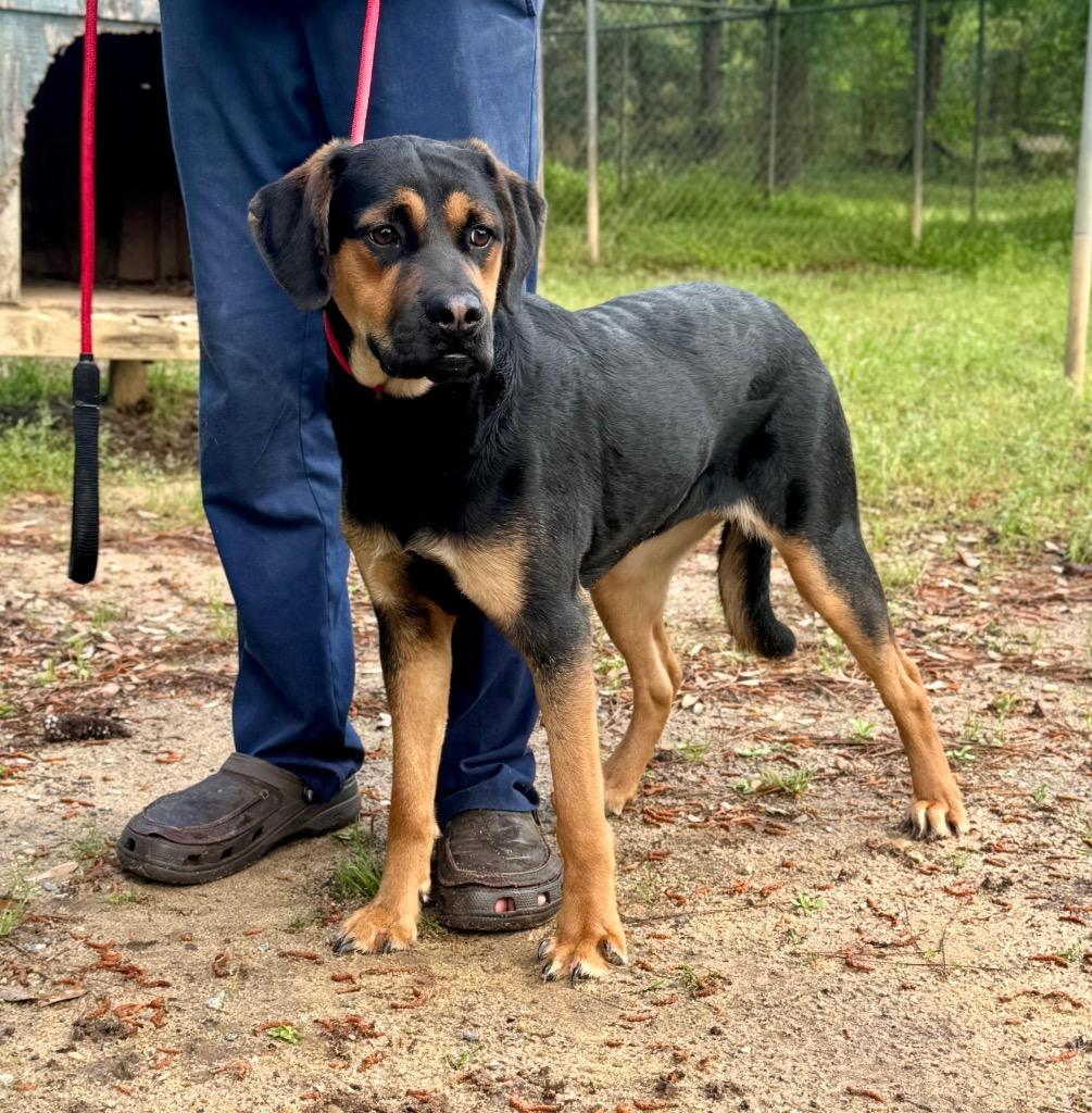 Lydia, Adoptable, Young Female Coonhound & Mixed Breed.