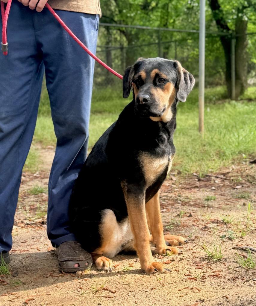 Enlarge Lydia, a Adoptable mixed breed in Albany, GA image 2/5