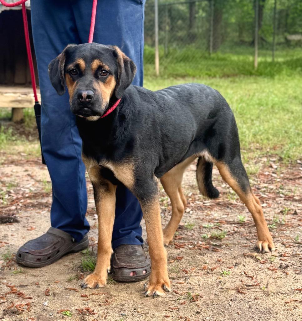 Enlarge Lydia, a Adoptable mixed breed in Albany, GA image 4/5