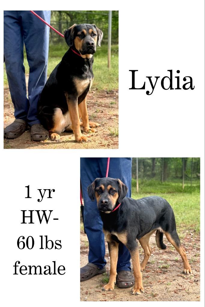 Enlarge Lydia, a Adoptable mixed breed in Albany, GA image 5/5