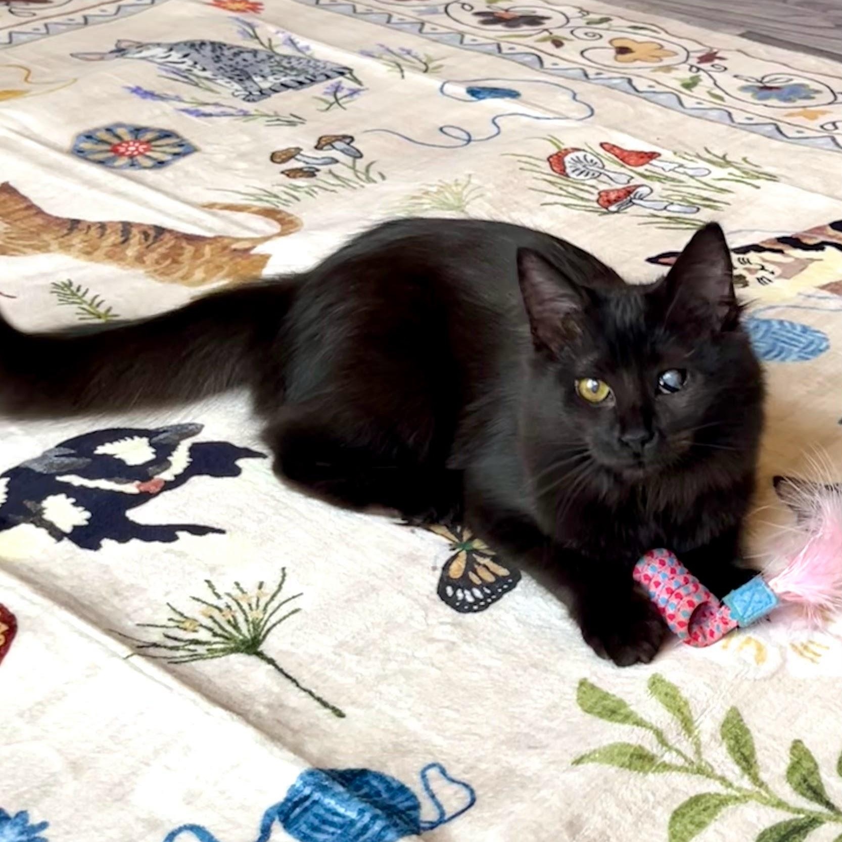 Edith & Lillian (Bonded Pair), Adoptable, Kitten Female Domestic Long Hair.