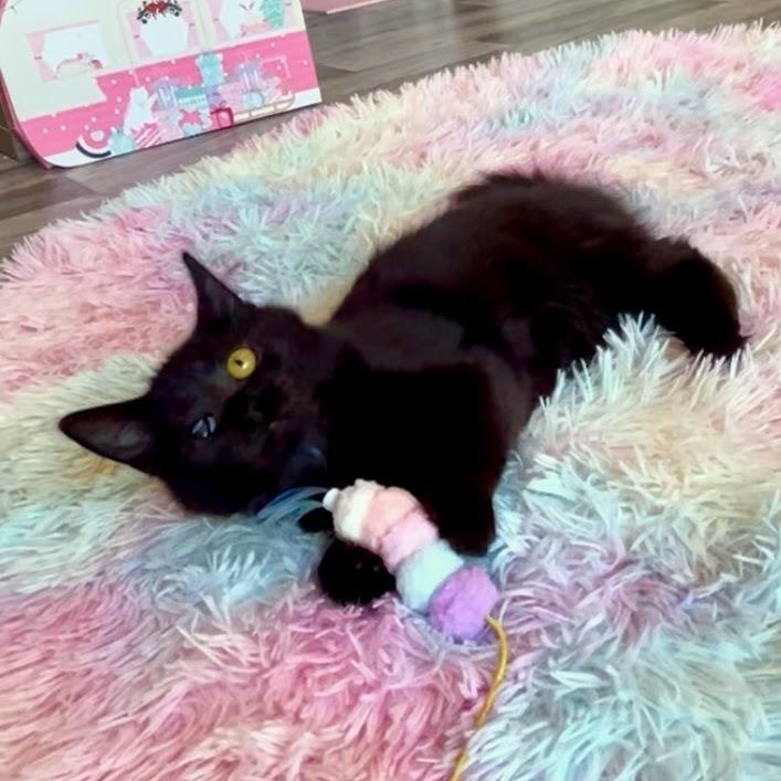 Edith & Lillian (Bonded Pair), a Adoptable Domestic Long Hair in Charlotte, NC image 6/6