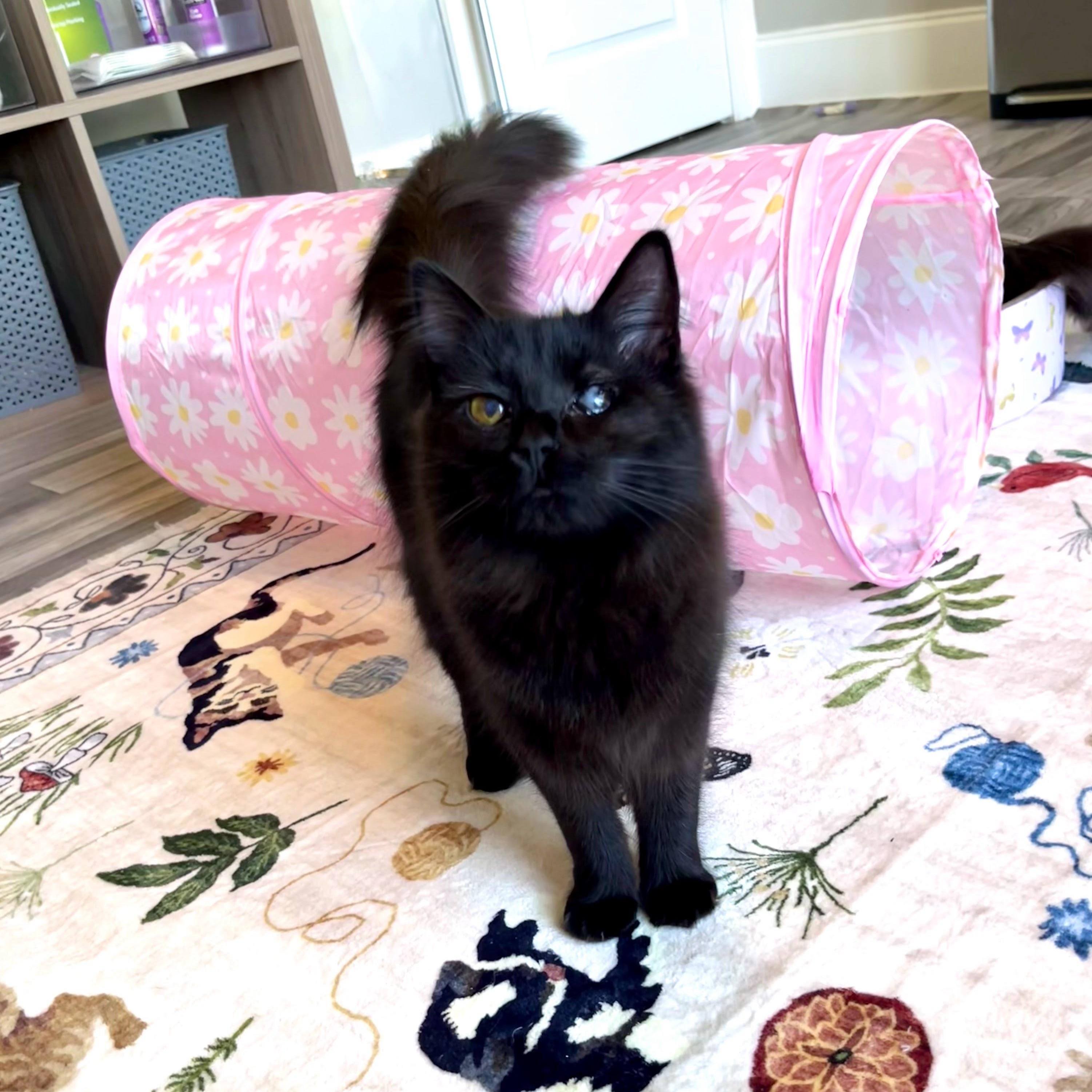 Enlarge Edith & Lillian (Bonded Pair), a Adoptable Domestic Long Hair in Charlotte, NC image 2/6