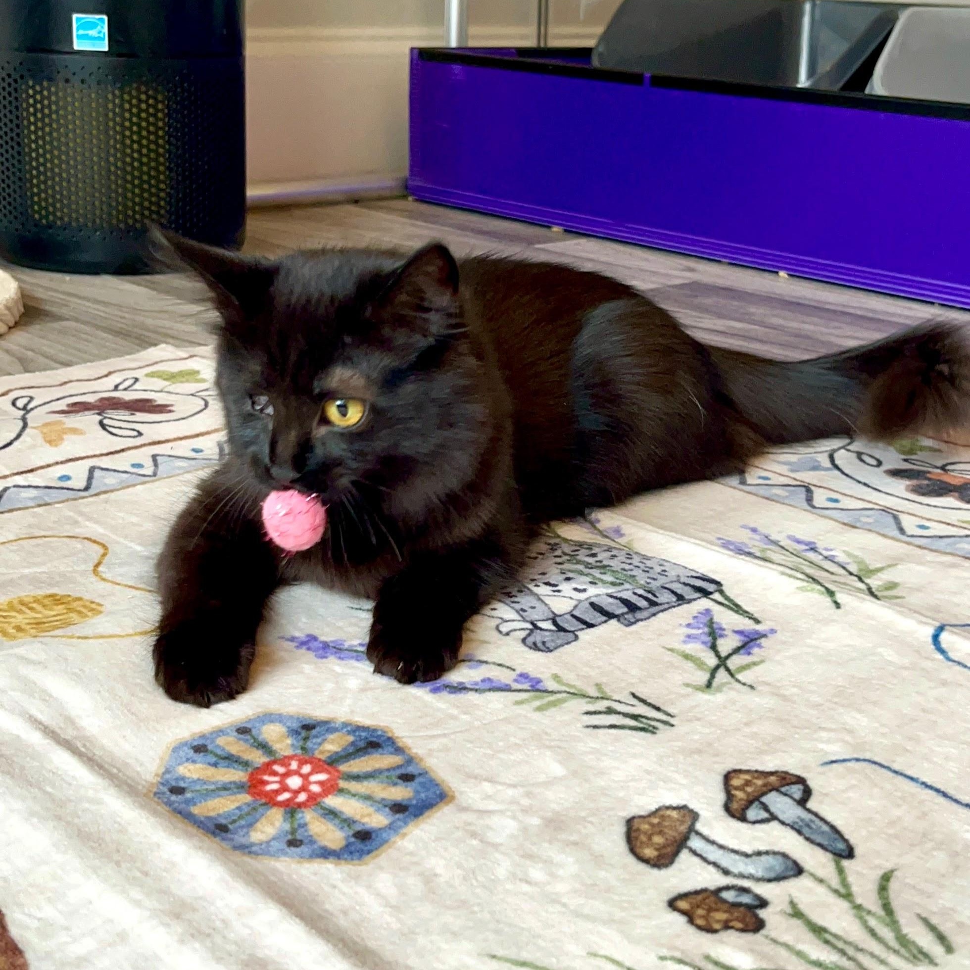 Edith & Lillian (Bonded Pair), a Adoptable Domestic Long Hair in Charlotte, NC image 4/6