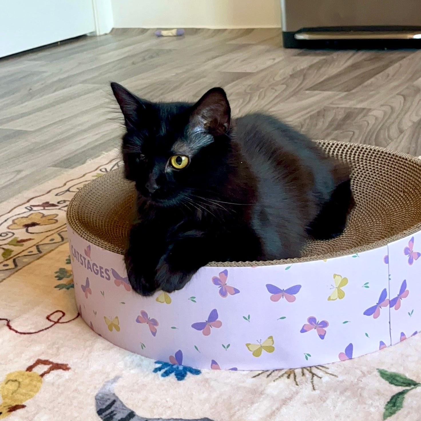 Edith & Lillian (Bonded Pair), Adoptable, Kitten Female Domestic Long Hair.