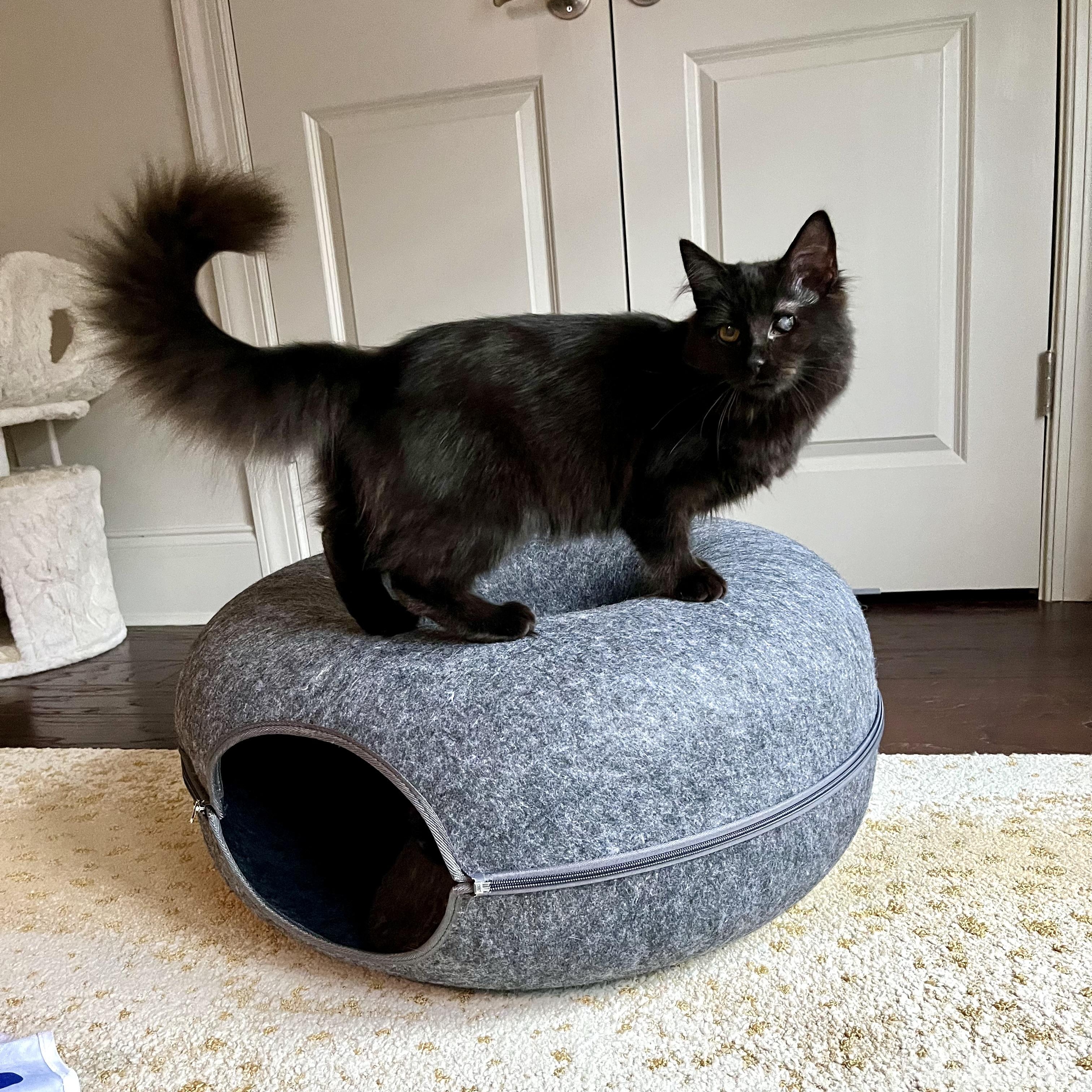 Edith & Lillian (Bonded Pair), a Adoptable Domestic Long Hair in Charlotte, NC image 3/6