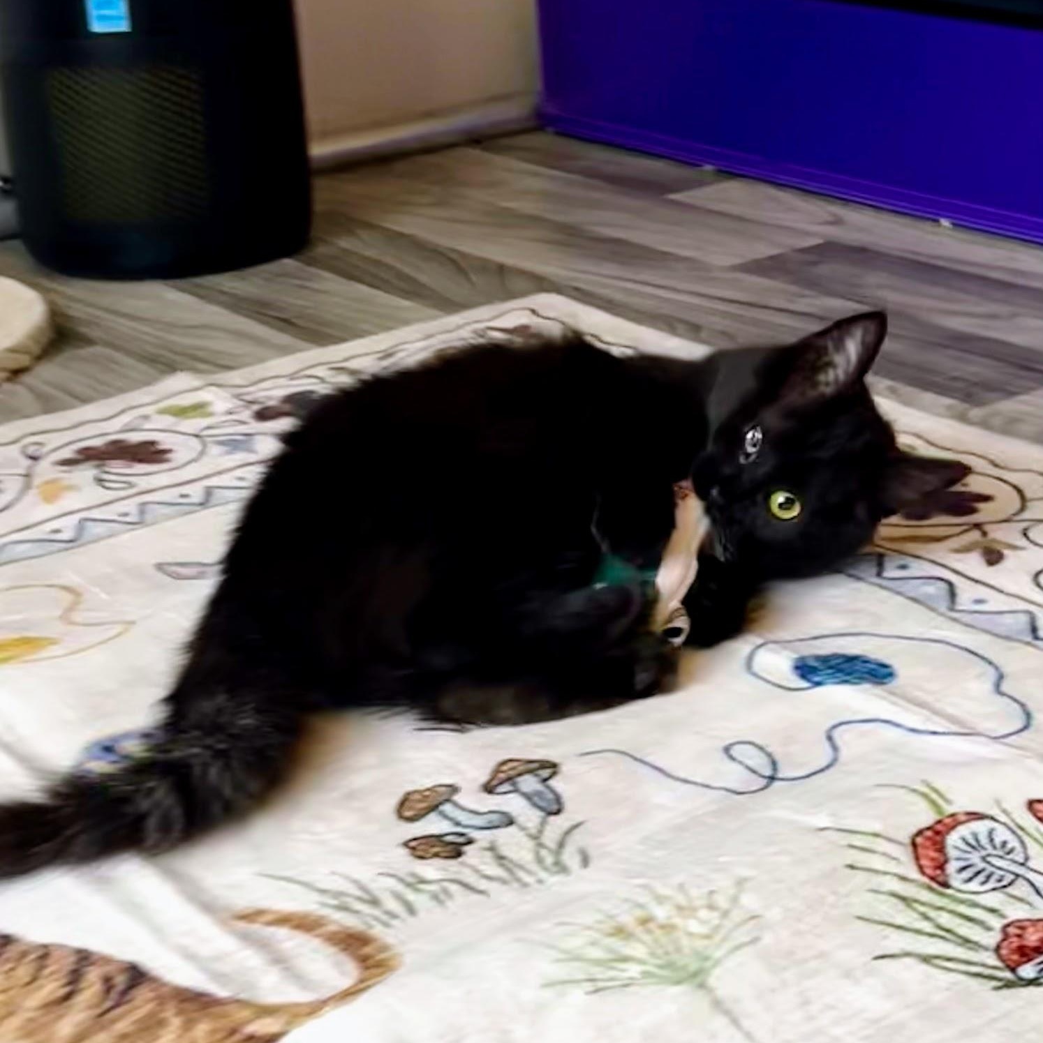 Edith & Lillian (Bonded Pair), a Adoptable Domestic Long Hair in Charlotte, NC image 2/6