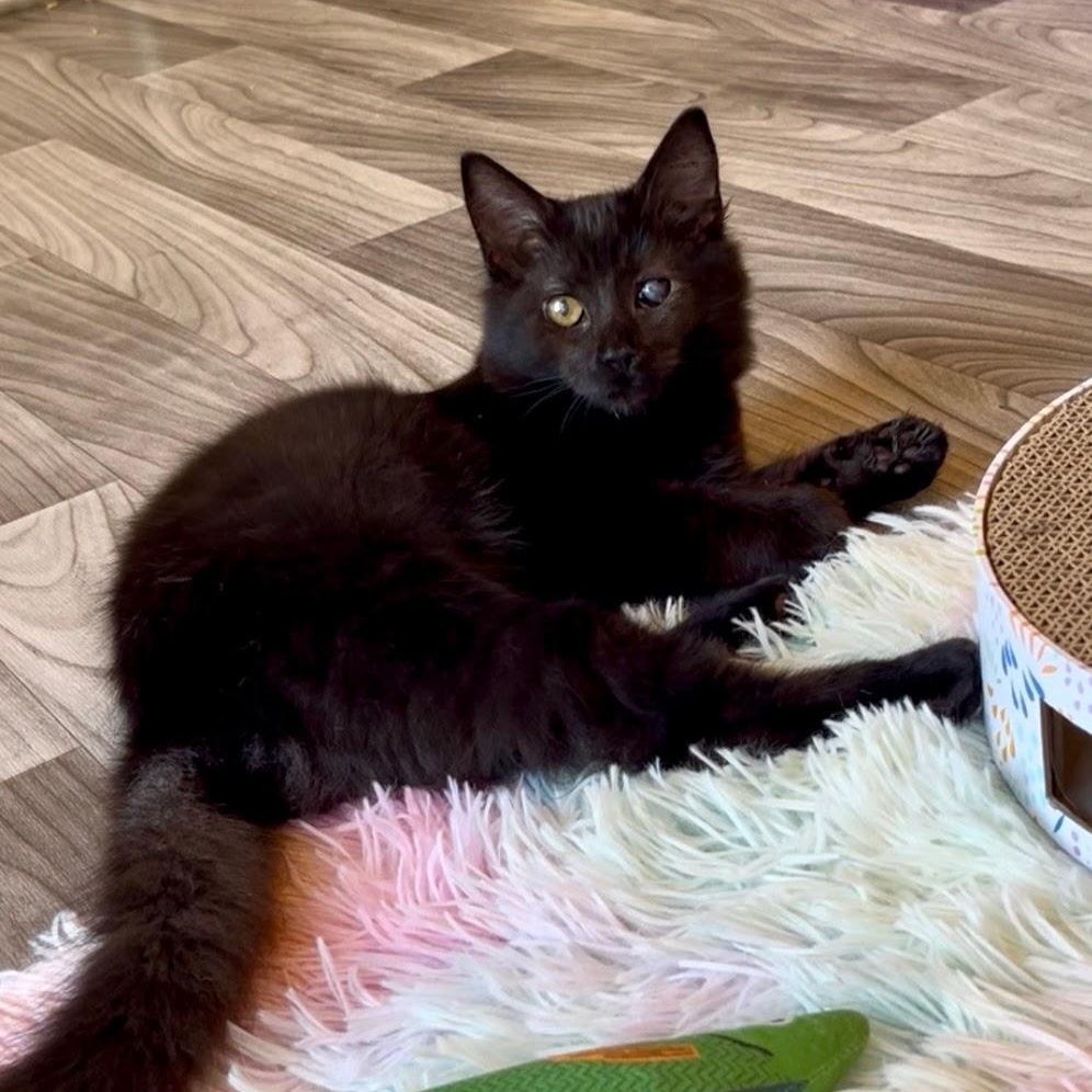 Edith & Lillian (Bonded Pair), a Adoptable Domestic Long Hair in Charlotte, NC image 5/6