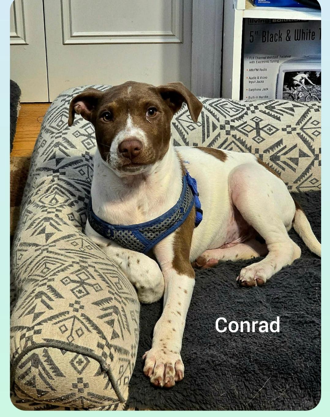Enlarge Conrad ( Orlando Fl), a ADOPTABLE mixed breed in Orlando, FL image 1/3