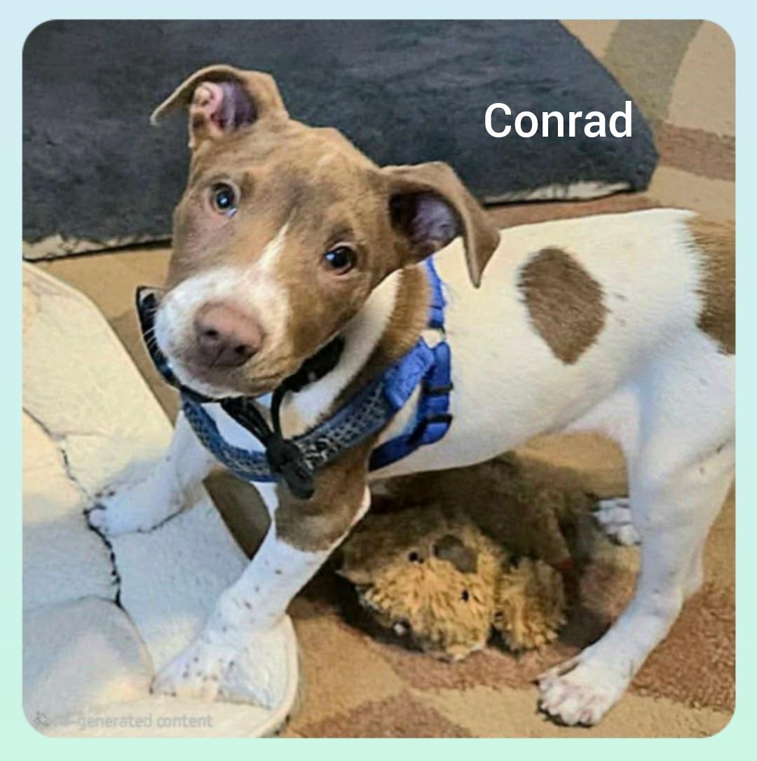 Enlarge Conrad ( Orlando Fl), a ADOPTABLE mixed breed in Orlando, FL image 3/3