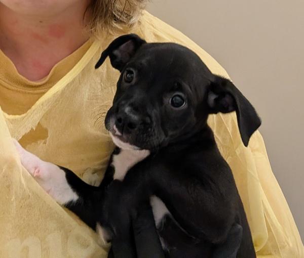 Jam, Adoptable, Puppy Female Terrier.
