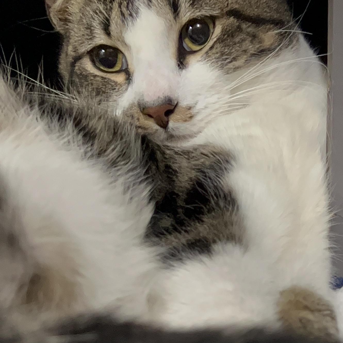 Enlarge Shaggy, a Adopted mixed breed in Kissimmee, FL image 3/3