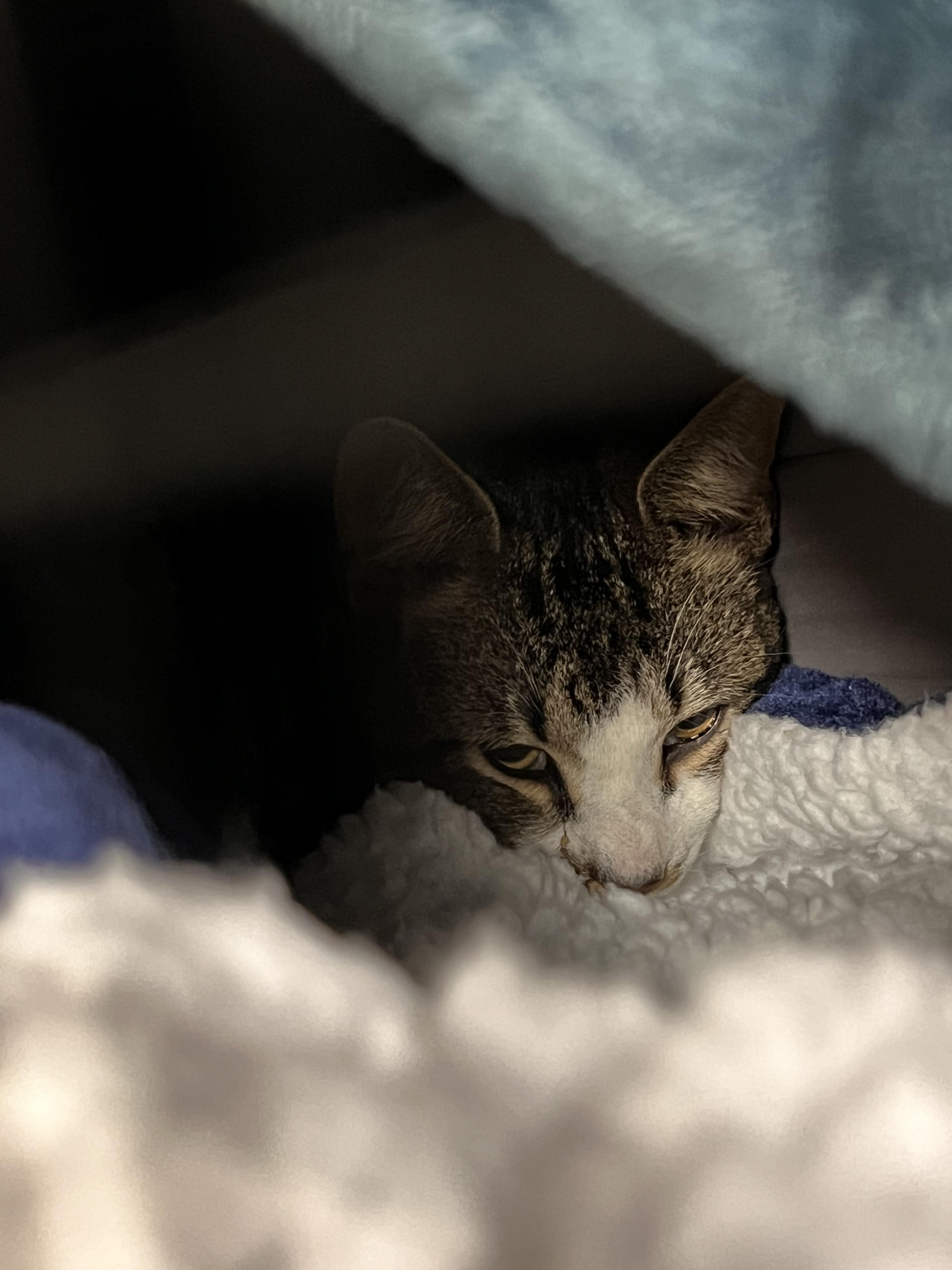 Enlarge Shaggy, a Adopted mixed breed in Kissimmee, FL image 2/3