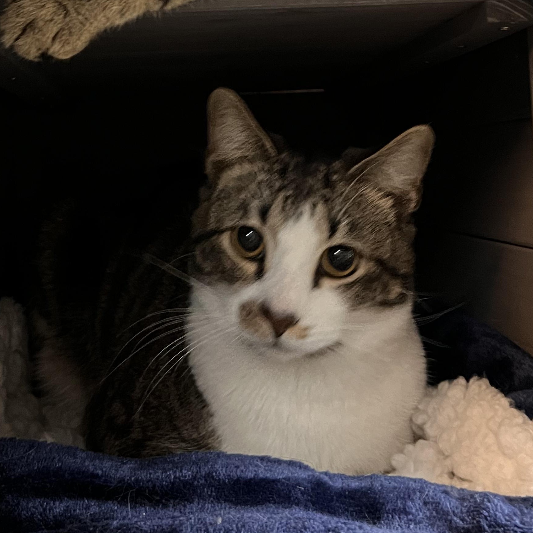 Enlarge Shaggy, a Adopted mixed breed in Kissimmee, FL image 1/3