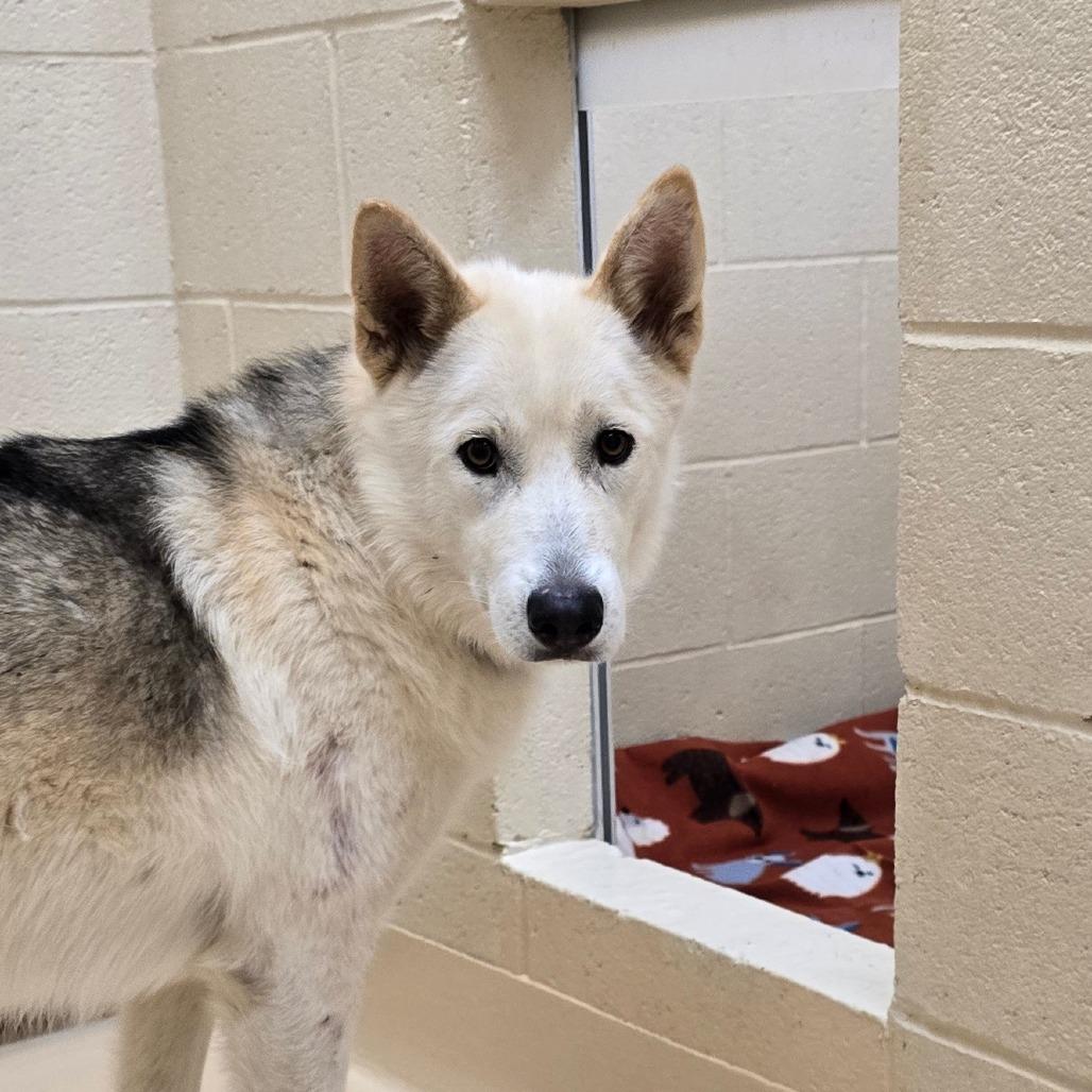 Enlarge Aurora, a Adoptable mixed breed in Winston-Salem, NC image 1/1