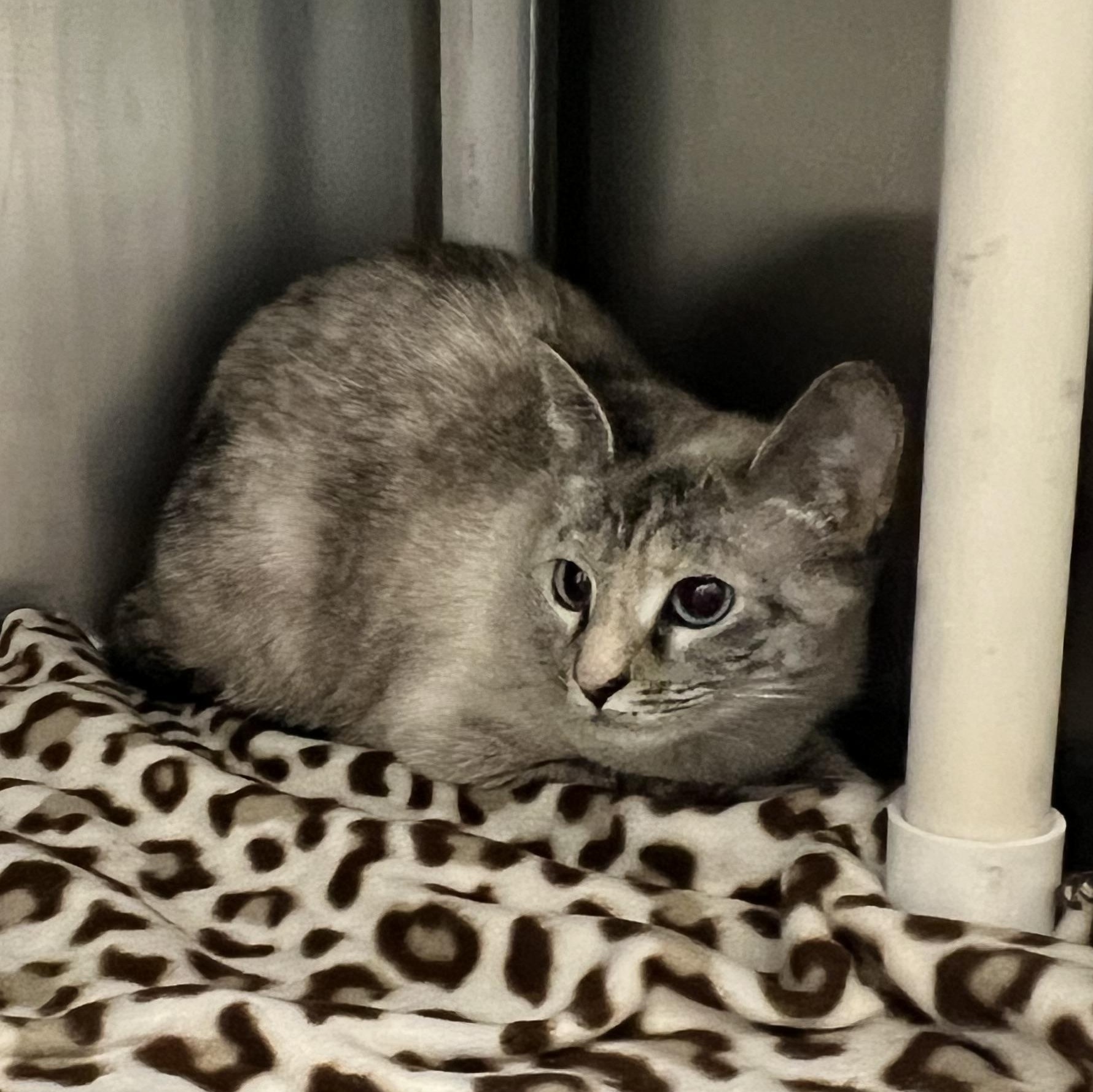 Enlarge Fluki, a ADOPTABLE Domestic Short Hair in Culpeper, VA image 1/1