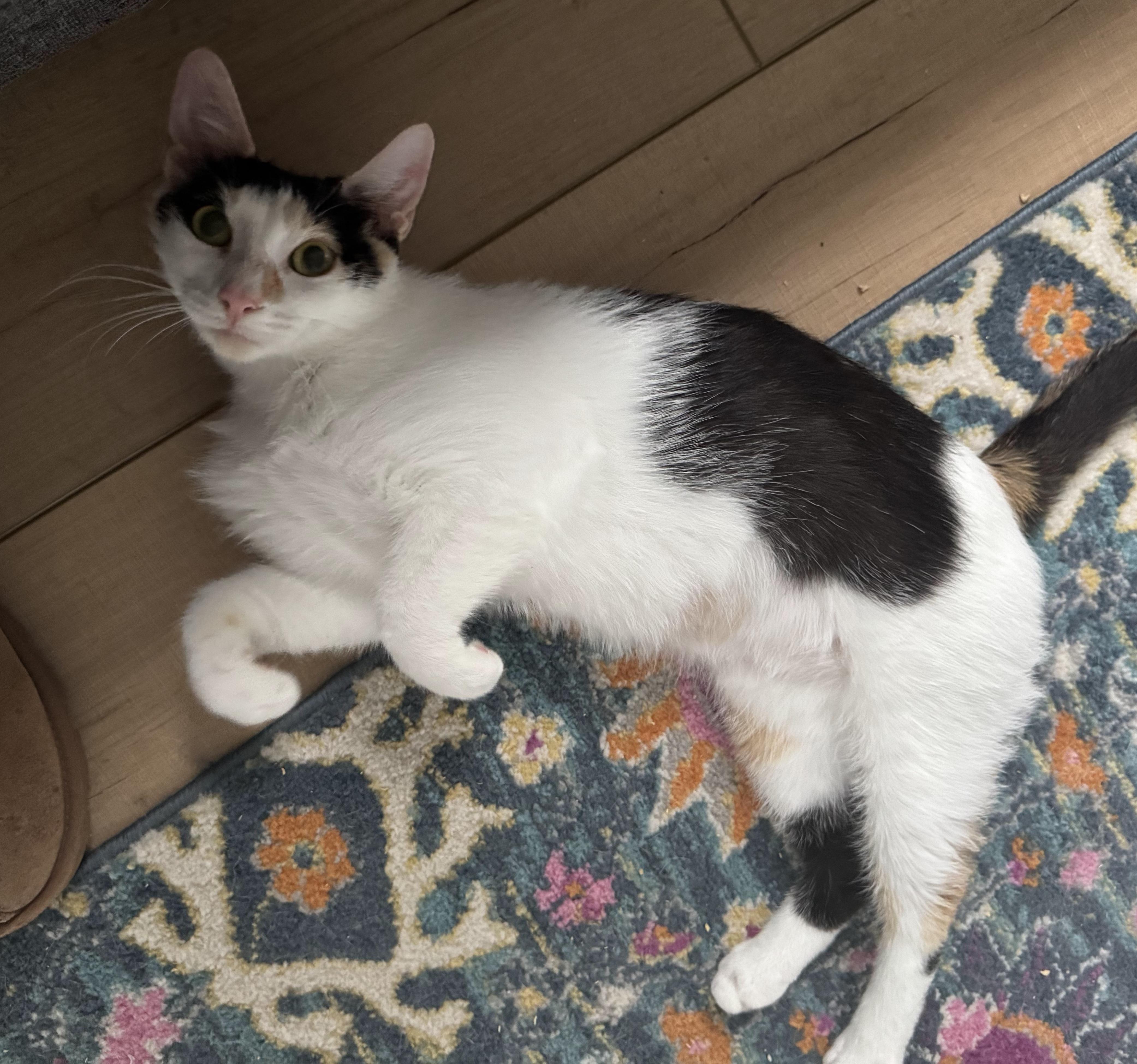 Coco and Momma Mary, a Adoptable Calico in Bear, DE image 1/5
