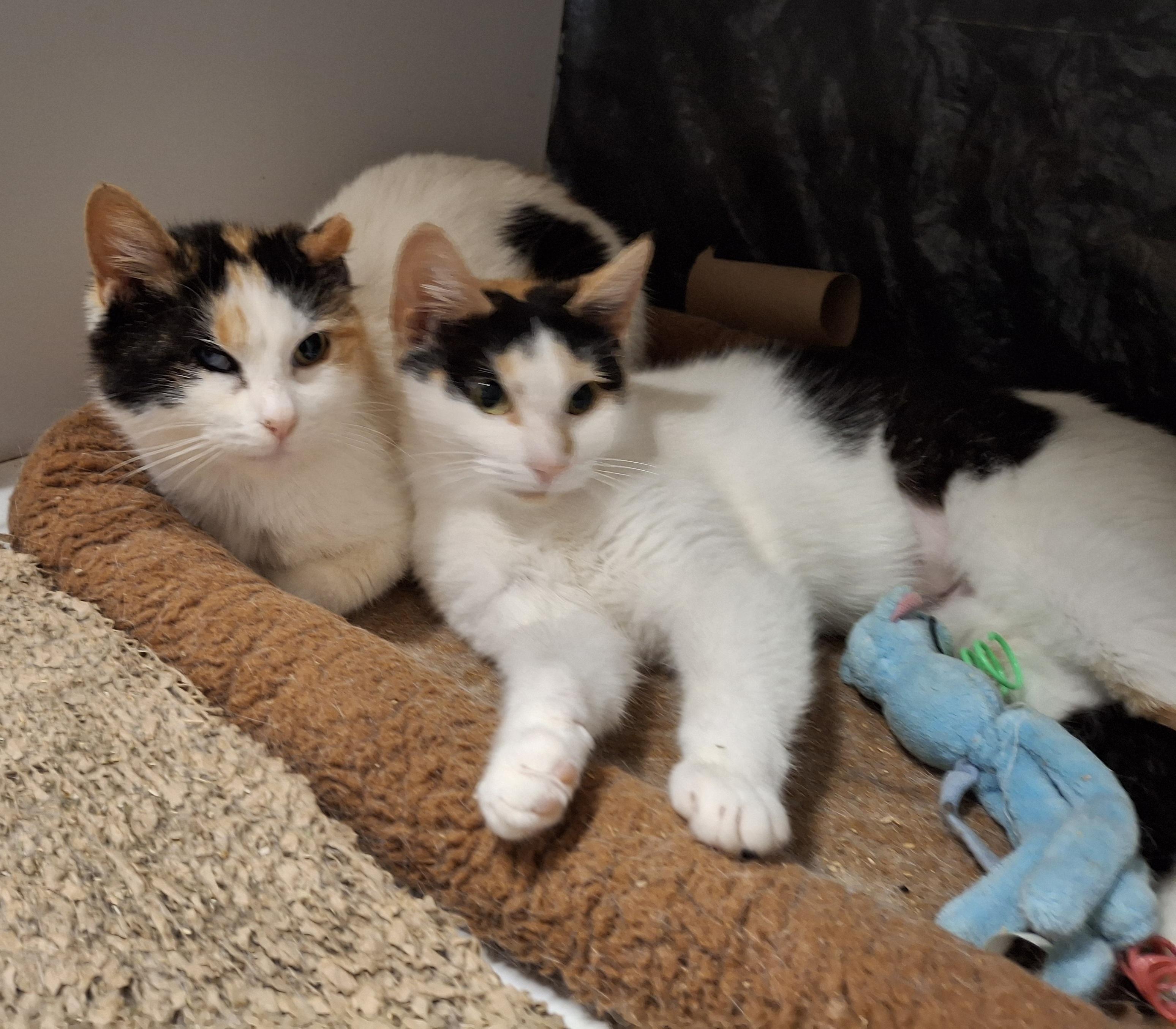 Coco and Momma Mary, a Adoptable Calico in Bear, DE image 2/5