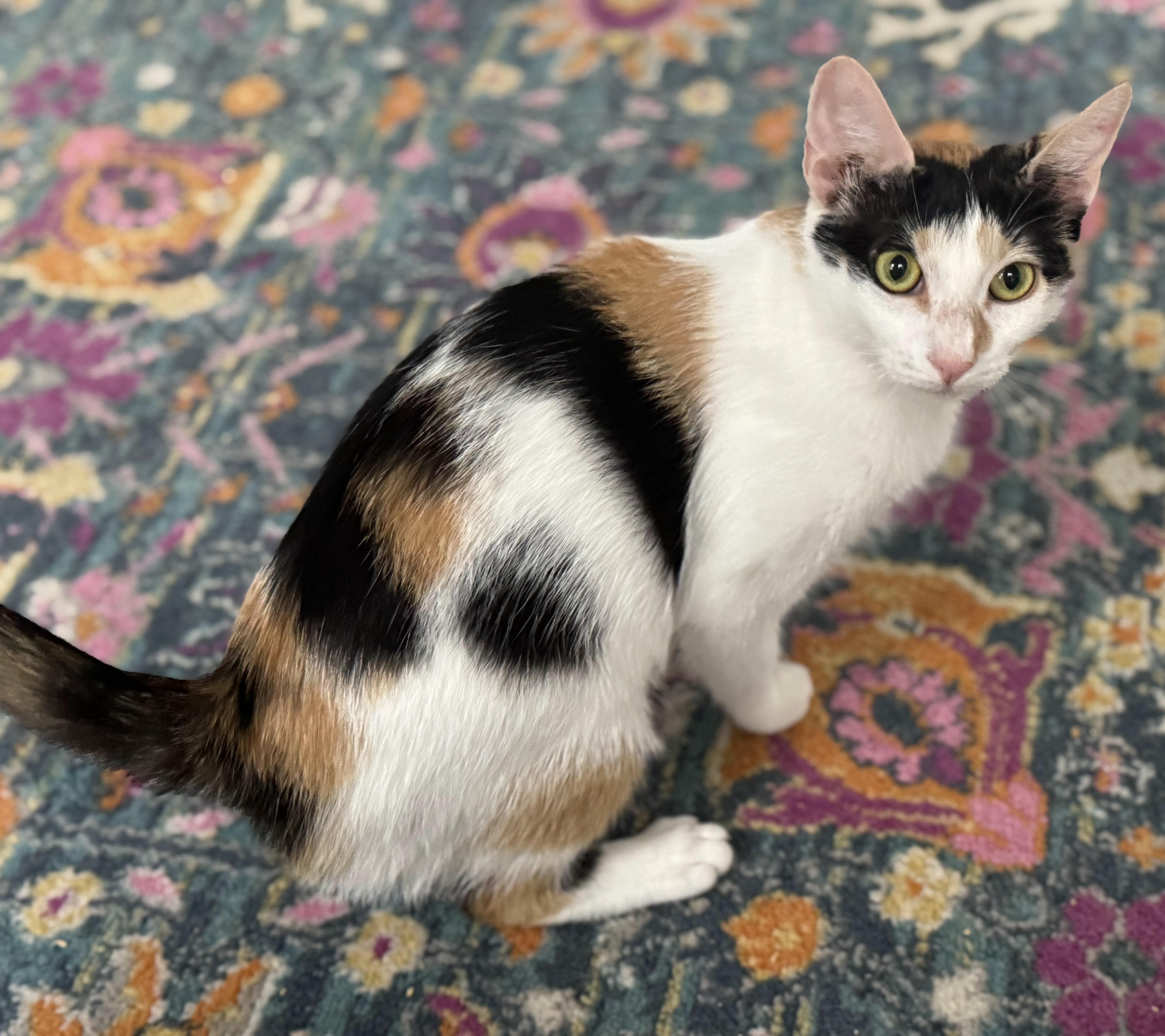 Coco and Momma Mary, a Adoptable Calico in Bear, DE image 5/5