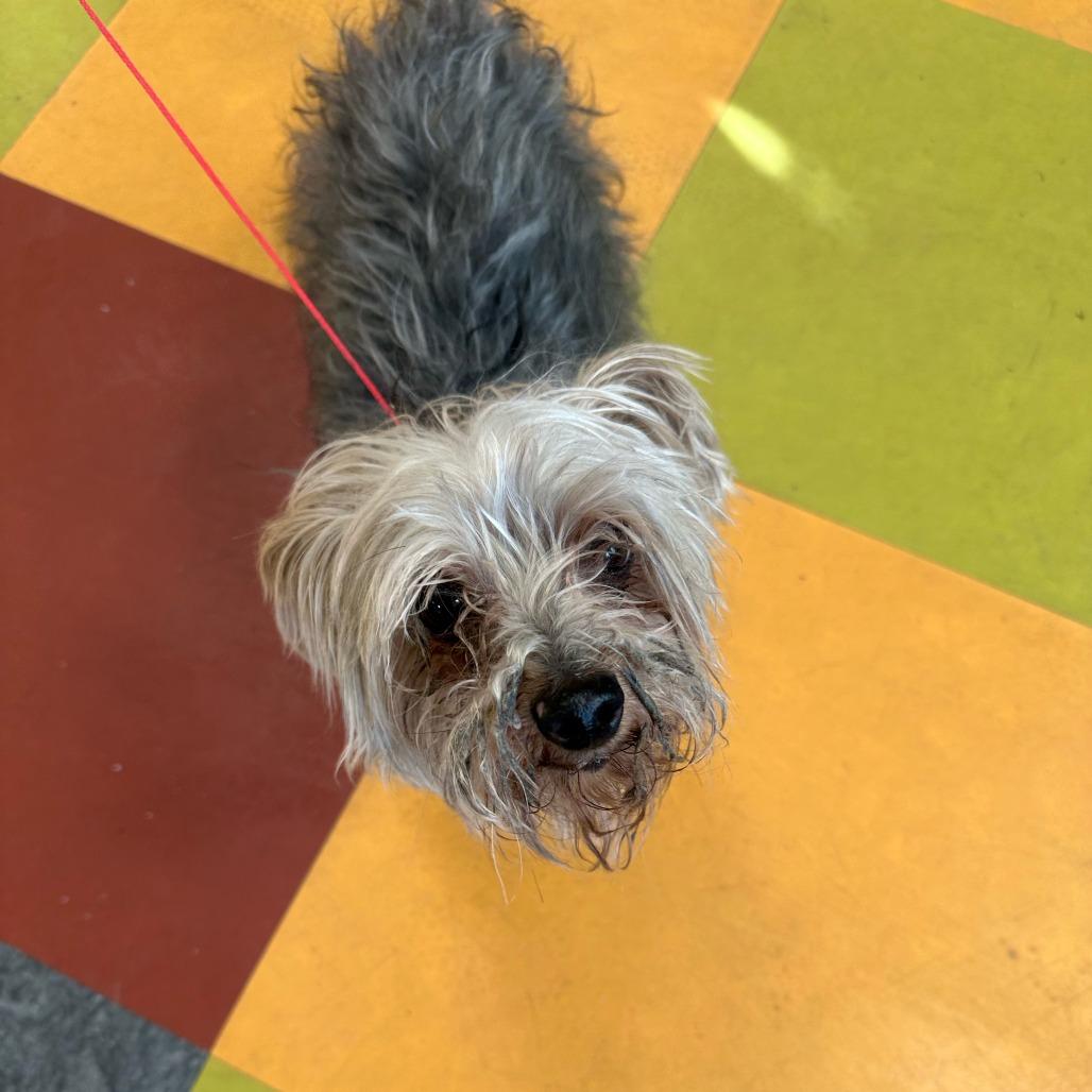 Enlarge Turbo, a Adoptable Yorkshire Terrier in Philadelphia, PA image 1/1