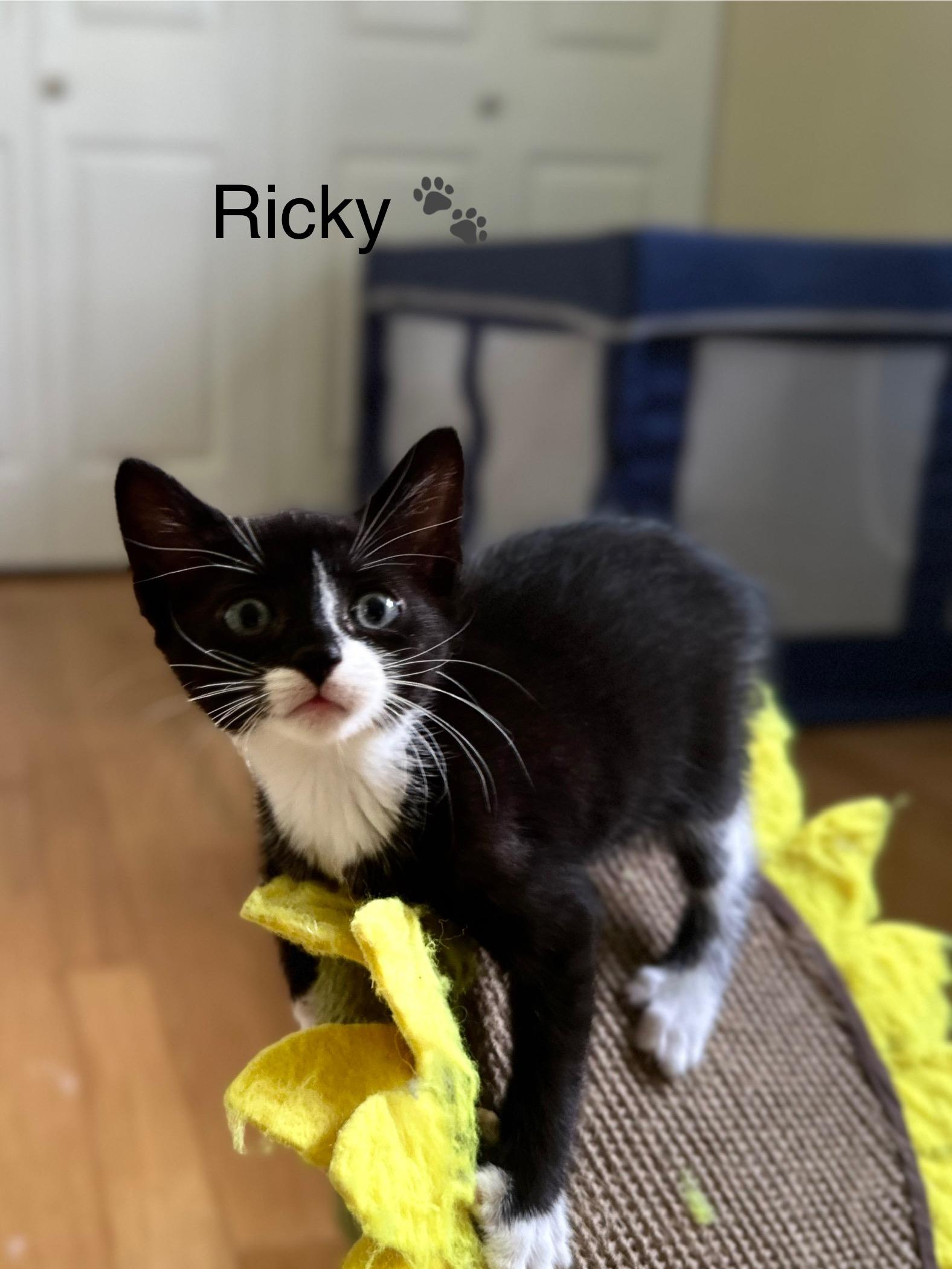 Ricky, Baby Male Domestic Short Hair