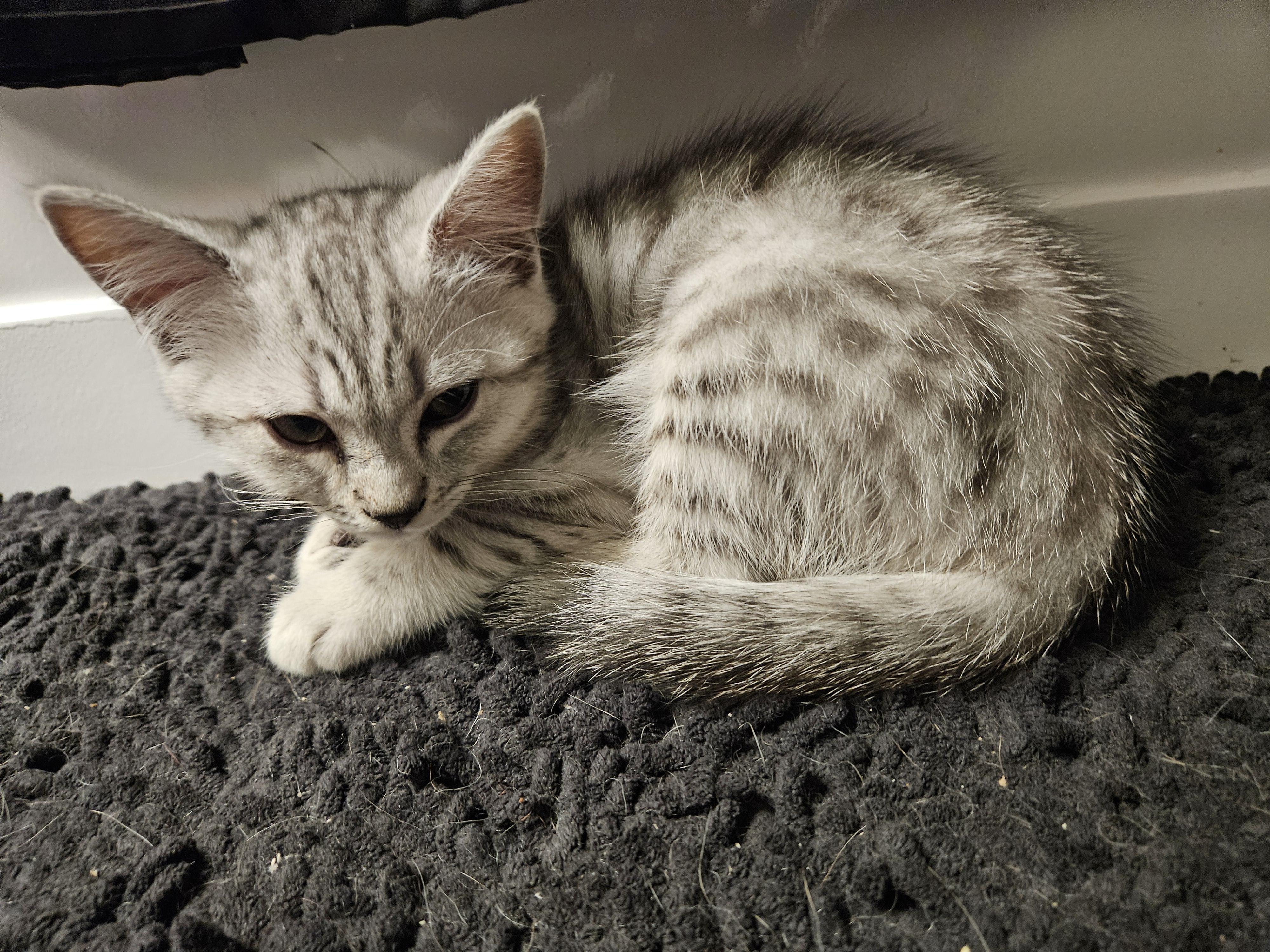 Knox, Adopted, Young Male Egyptian Mau.