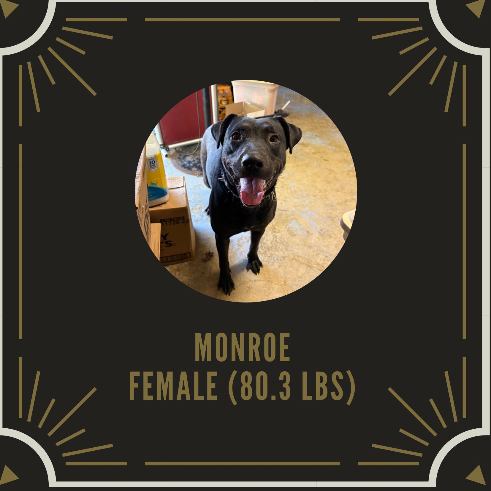 Enlarge Monroe, a Adoptable mixed breed in McArthur, OH image 1/1