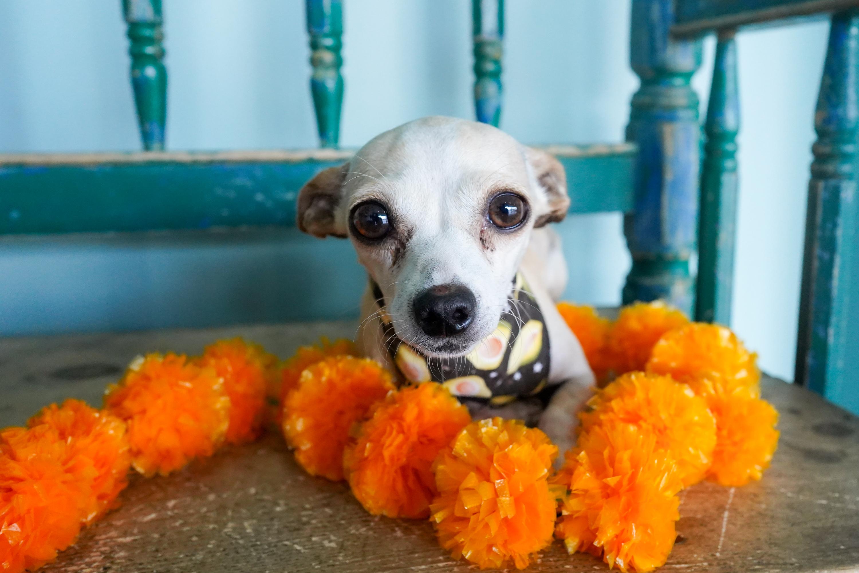 Alma, a Adoptable Chihuahua in San Antonio, TX image 3/4