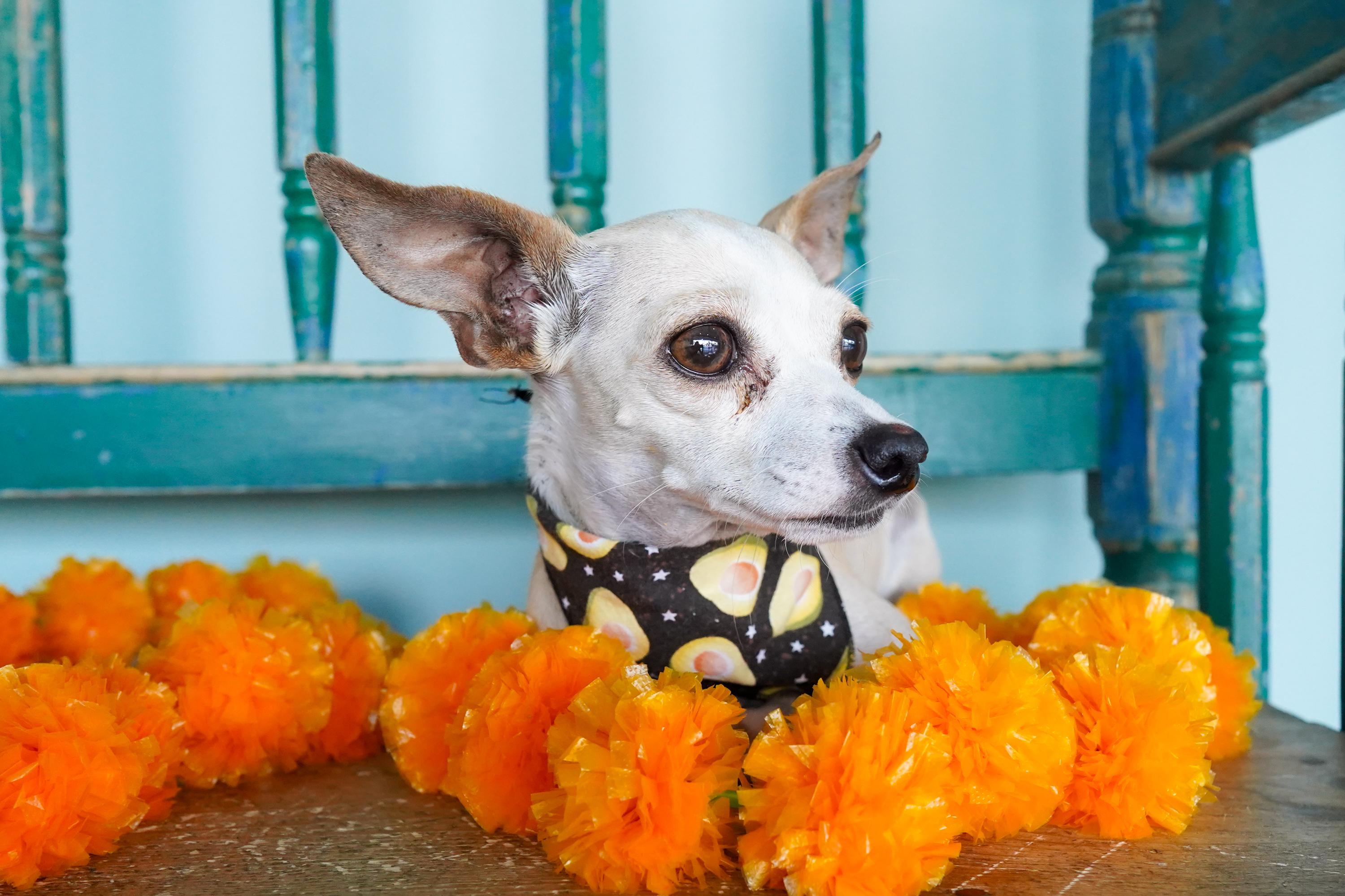 Alma, a Adoptable Chihuahua in San Antonio, TX image 4/4