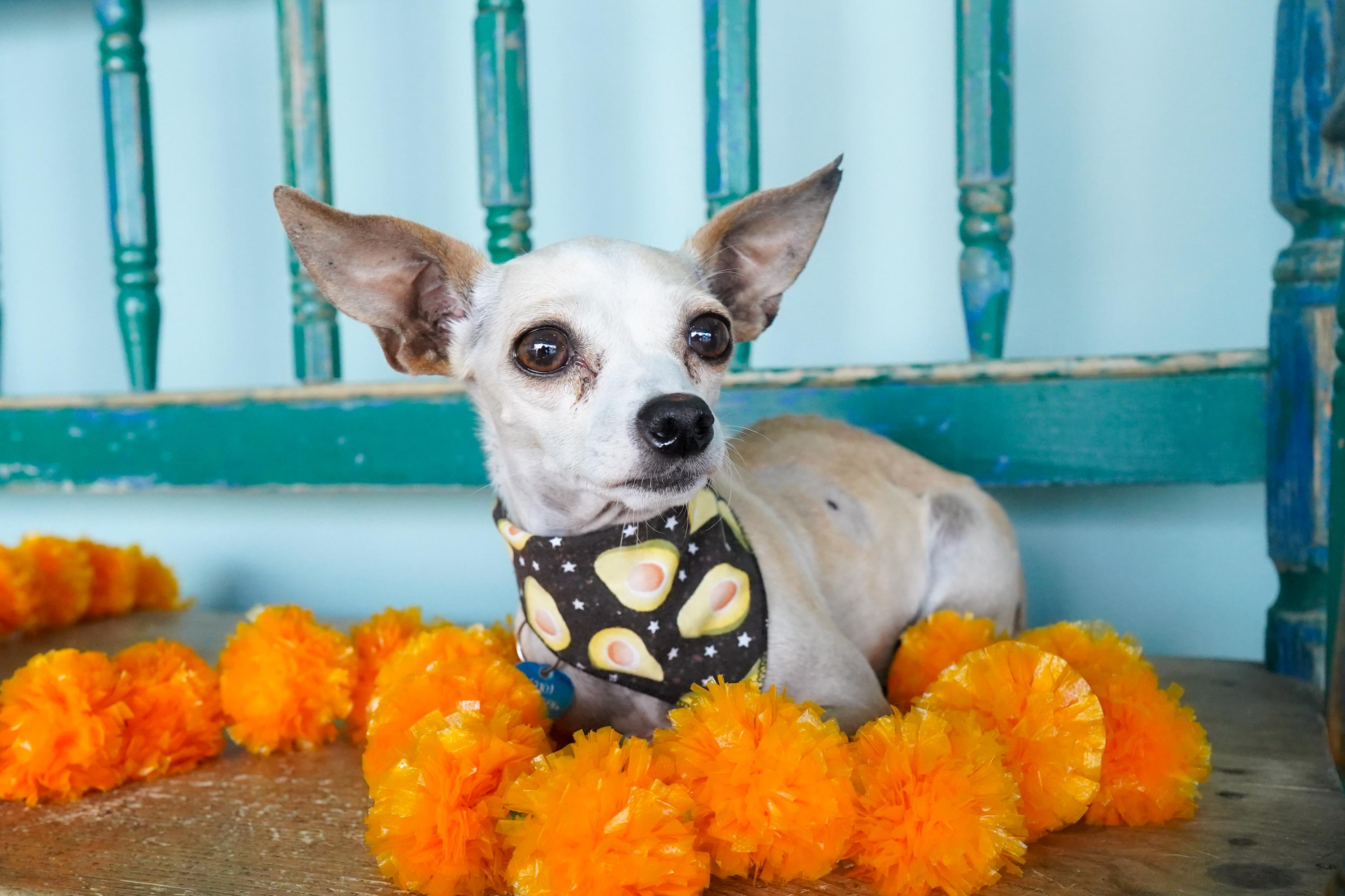Alma, Adoptable, Young Female Chihuahua.