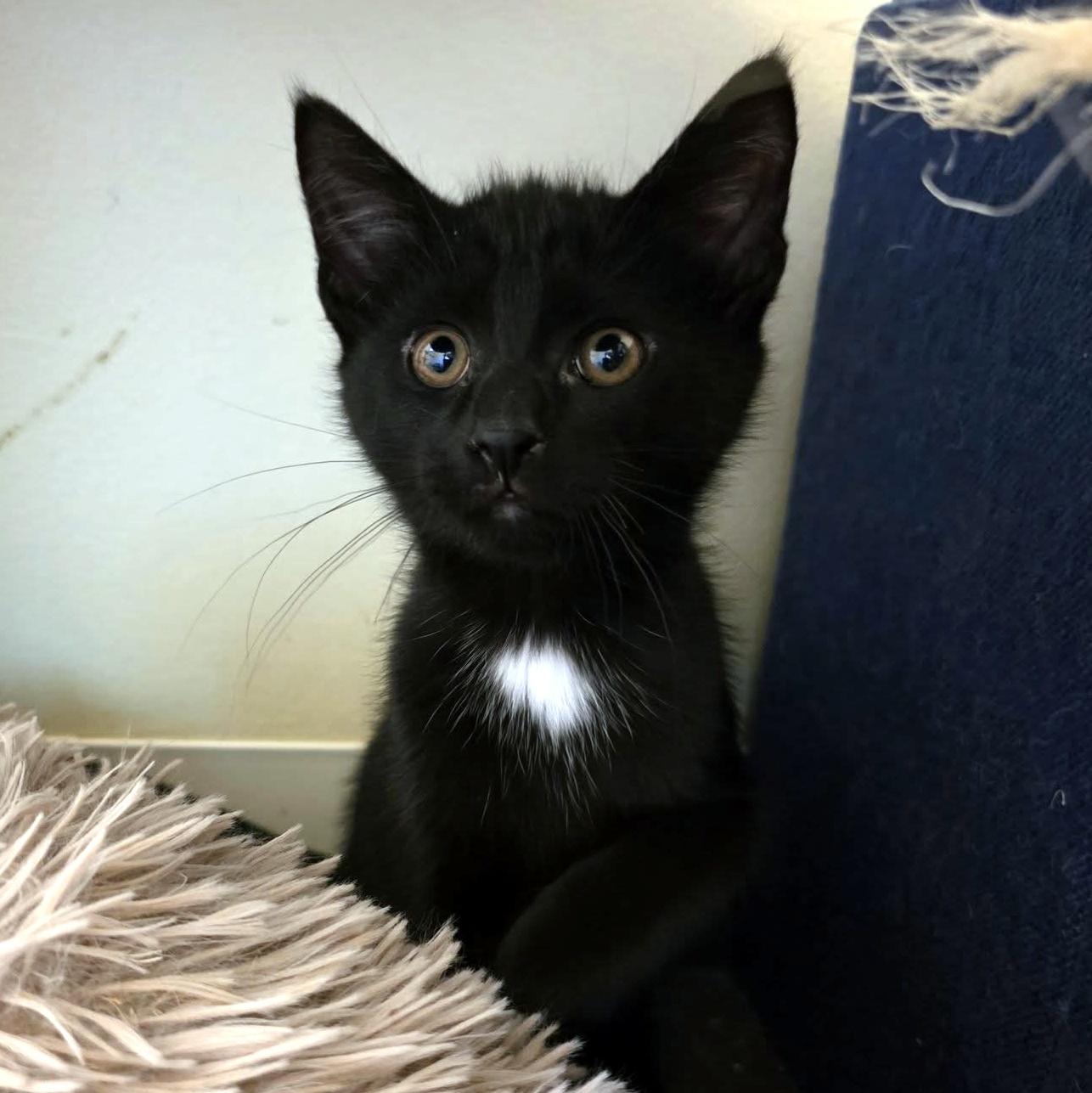 Dash, an adopted Domestic Short Hair in Pittsburgh, PA image 2/6
