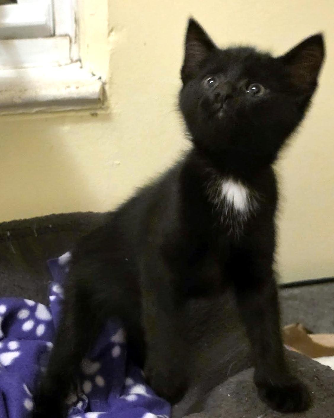 Dash, an adopted Domestic Short Hair in Pittsburgh, PA image 4/6