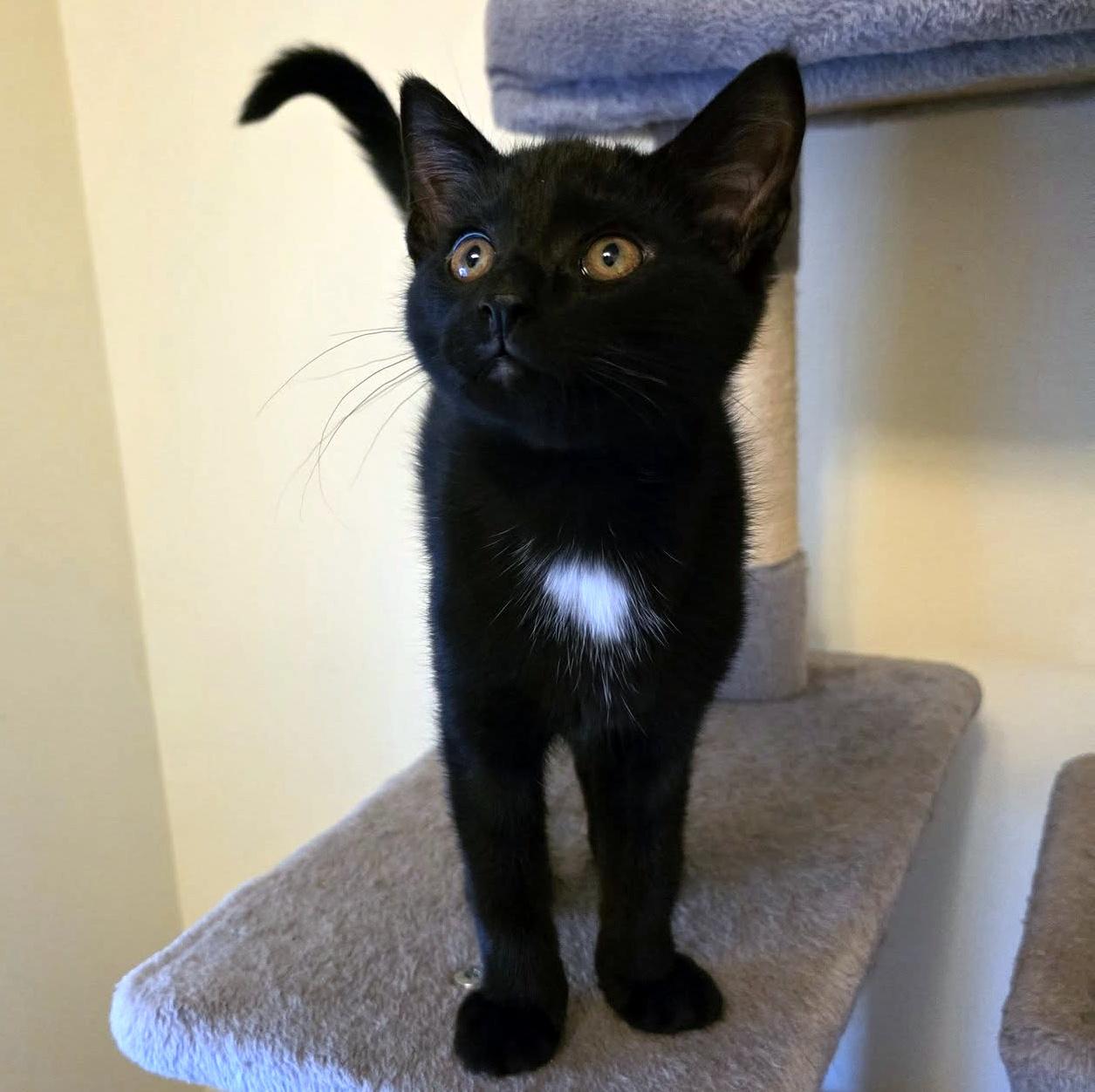 Dash, an adopted Domestic Short Hair in Pittsburgh, PA image 1/6