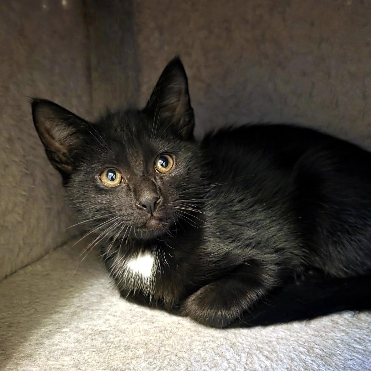 Dash, an adopted Domestic Short Hair in Pittsburgh, PA image 6/6