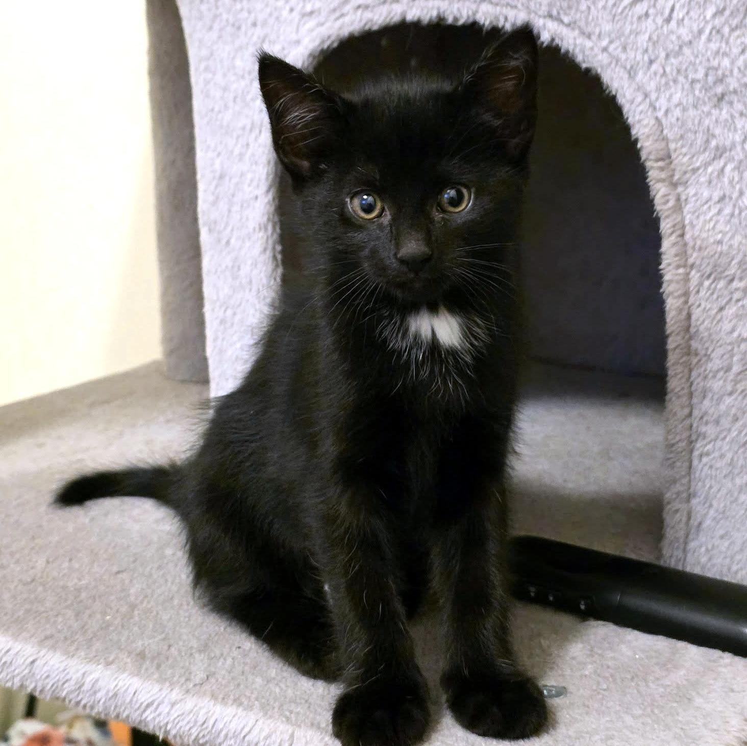 Dash, an adopted Domestic Short Hair in Pittsburgh, PA image 5/6