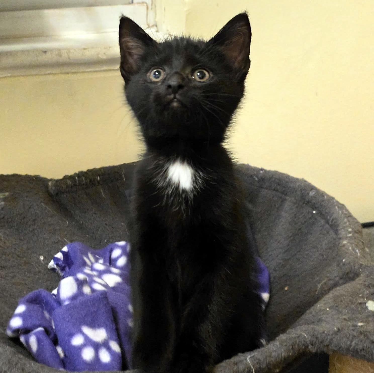 Dash, an adopted Domestic Short Hair in Pittsburgh, PA image 3/6
