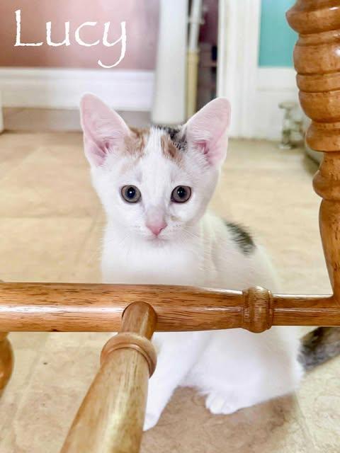 Enlarge Lucy, a Adoptable American Shorthair in Lincoln University, PA image 1/1