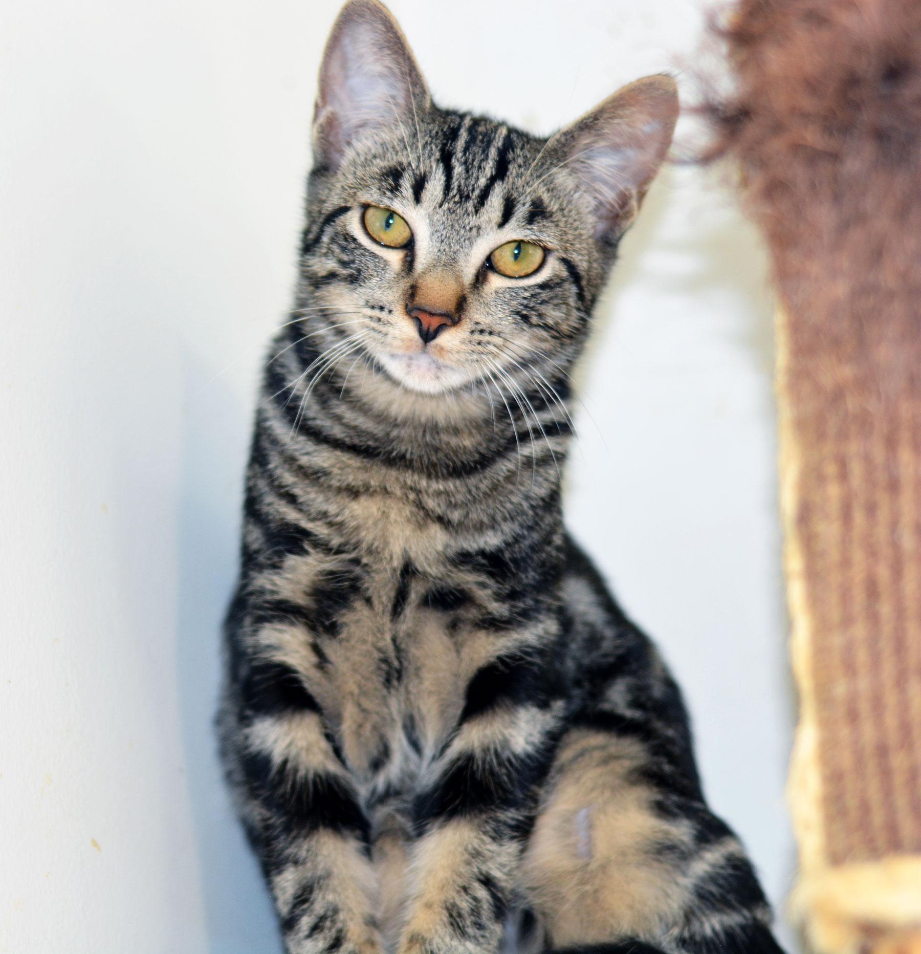 Enlarge GOOGLY BEAR-NO ADOPTION FEE, a Adoptable Tabby in San Clemente, CA image 2/3