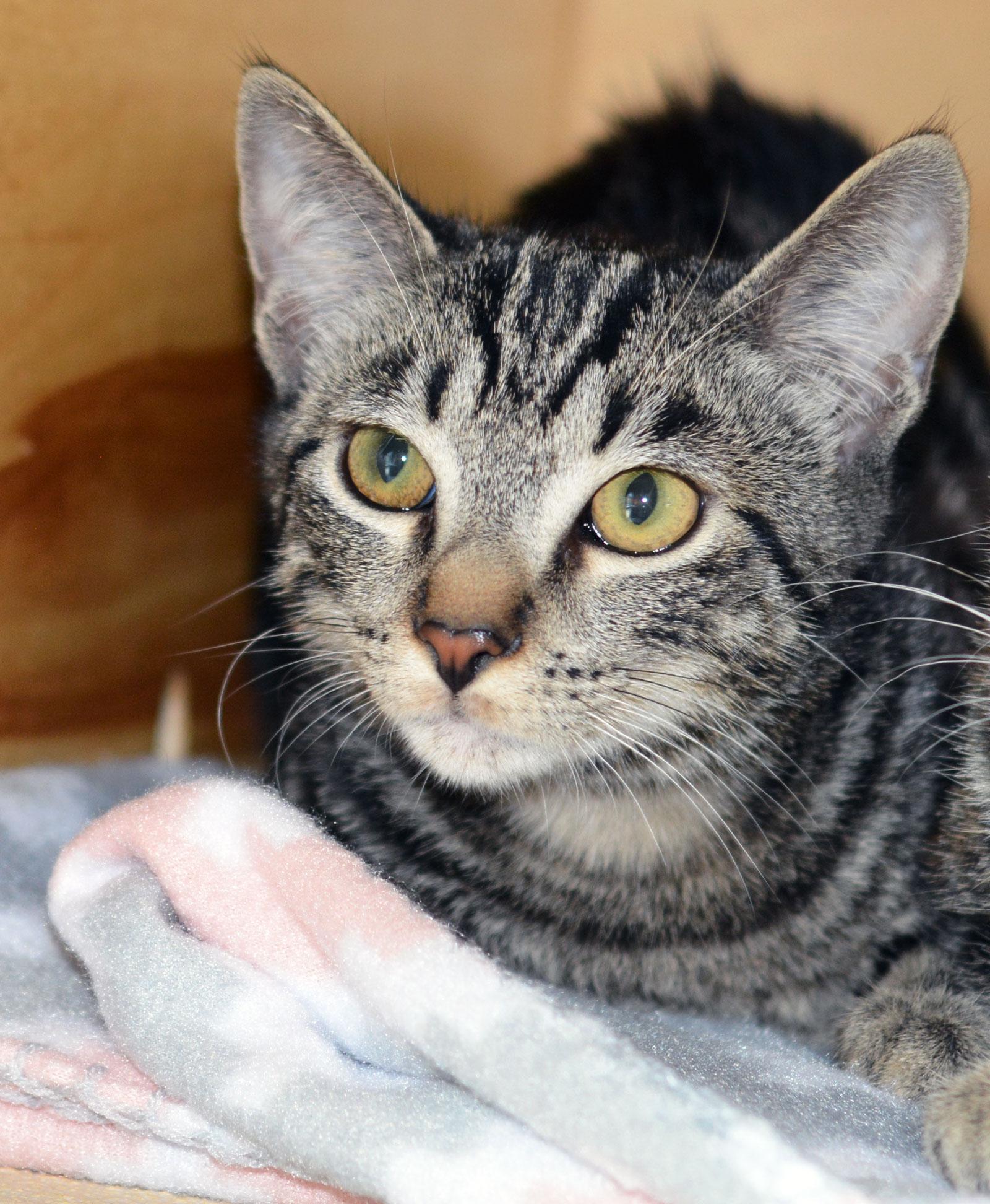 Enlarge GOOGLY BEAR-NO ADOPTION FEE, a Adoptable Tabby in San Clemente, CA image 3/3