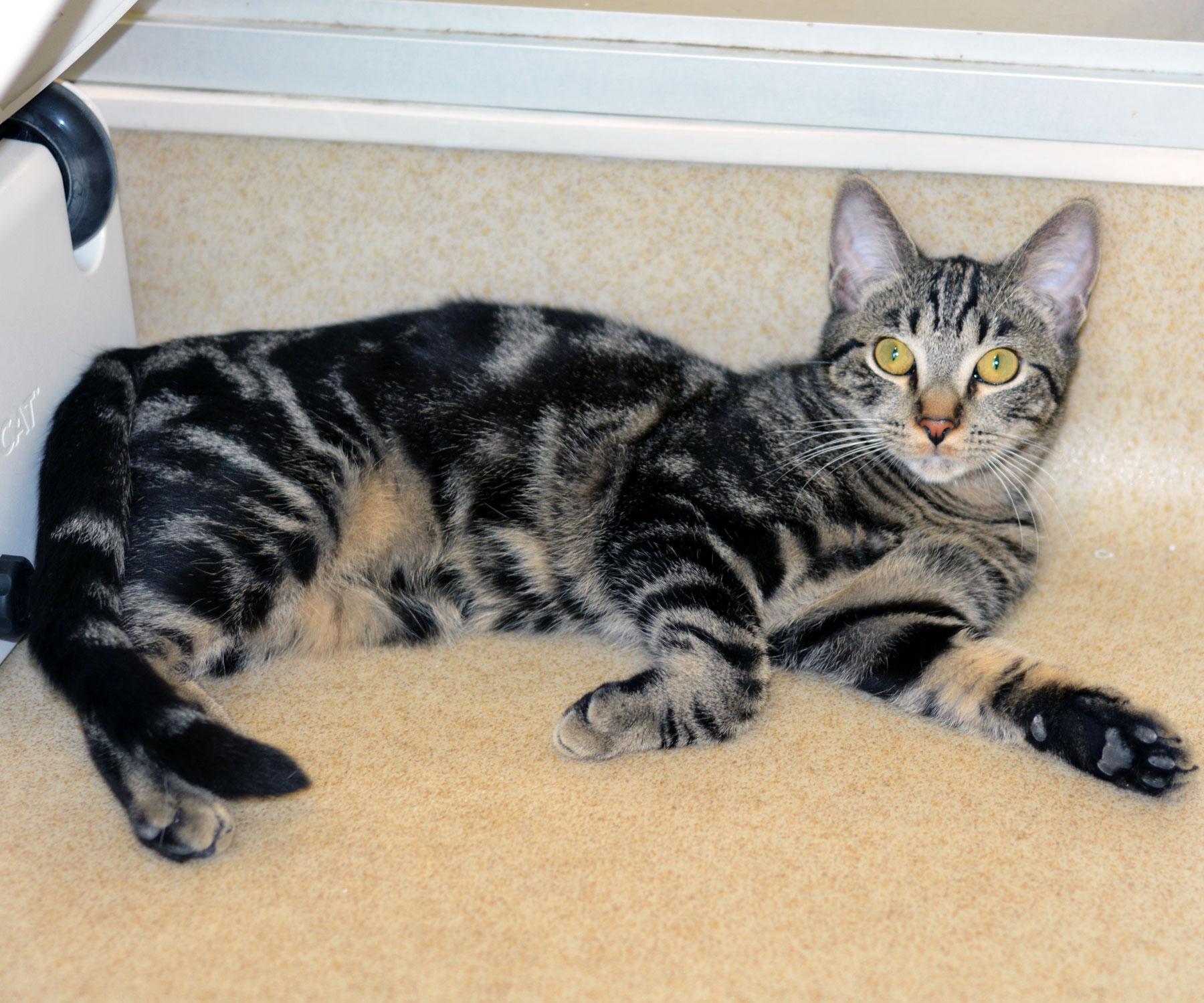 GOOGLY BEAR-NO ADOPTION FEE, Adoptable, Young Male Tabby.